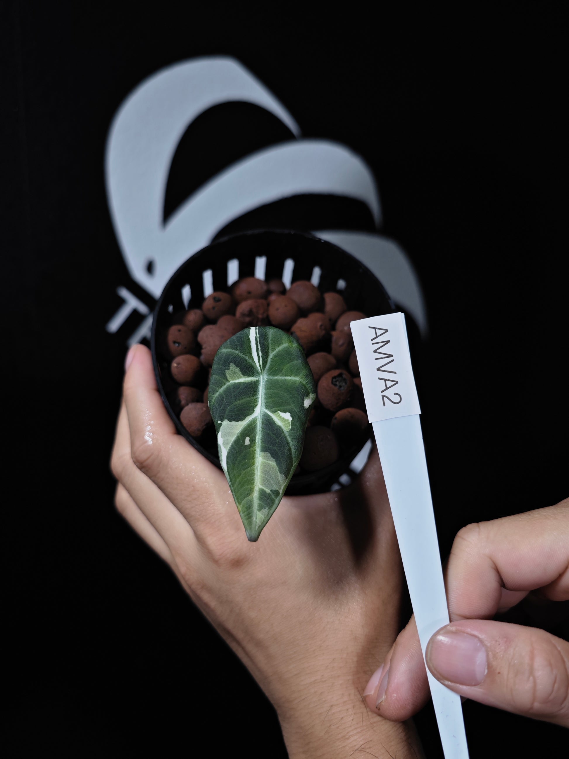 Alocasia Maharani Var - thebasements.us