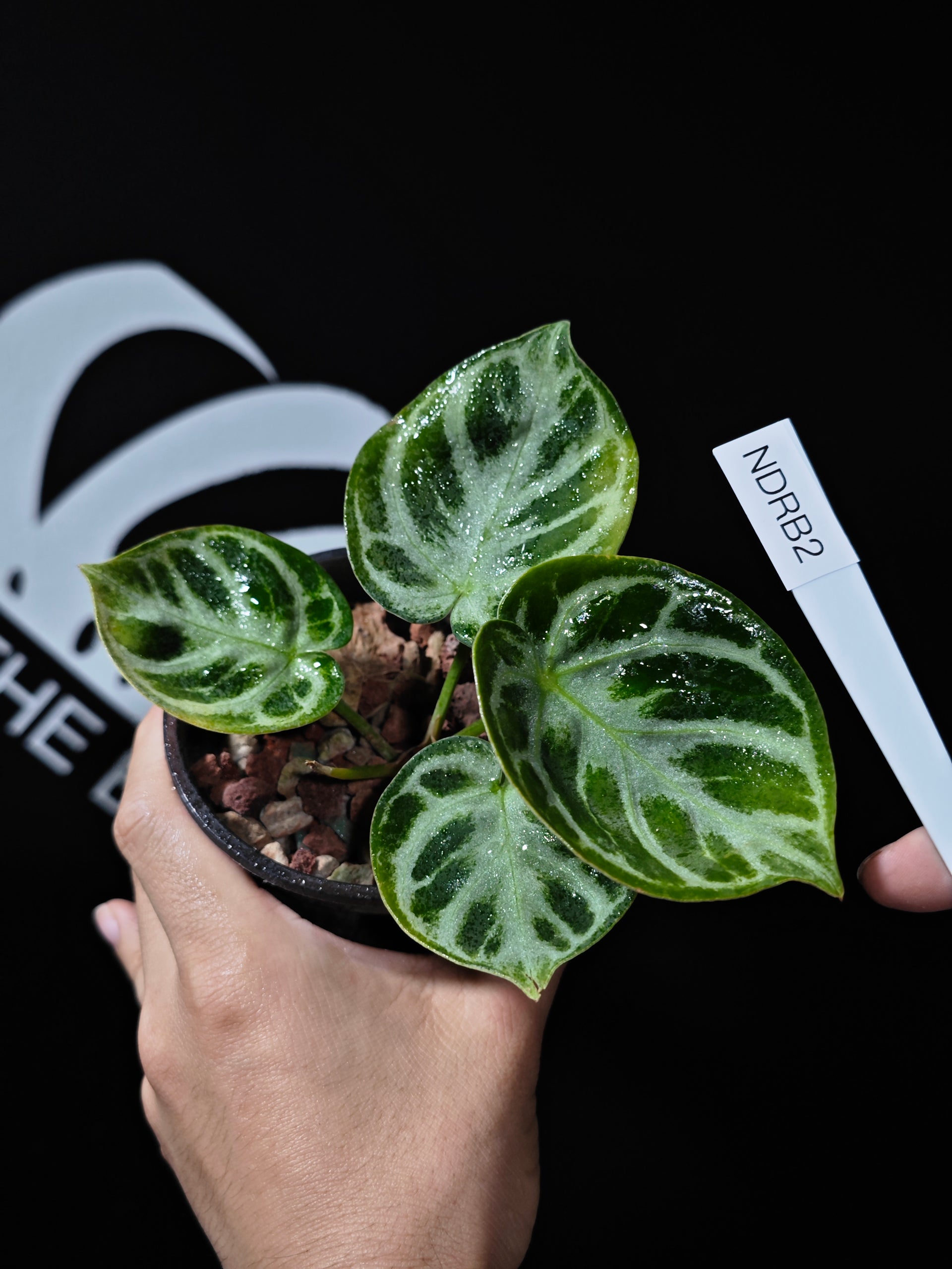 anthurium treasure bowl plant Anthurium Dorayaki Special Form (Bowl Shape)