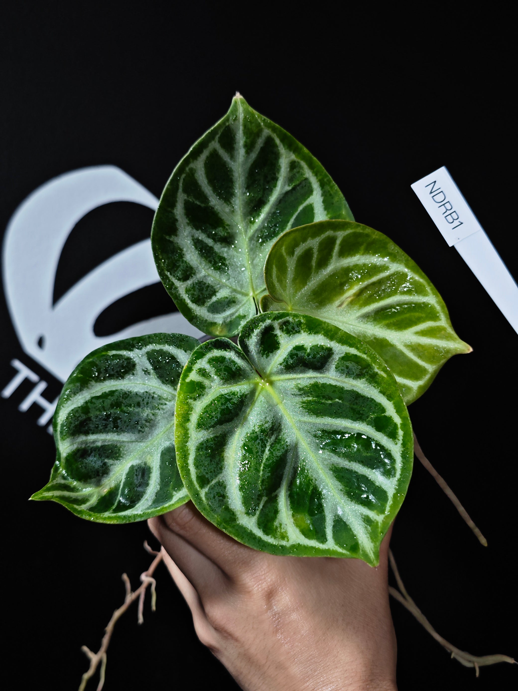 anthurium dorayakii Anthurium Dorayaki Special Form (Bowl Shape)