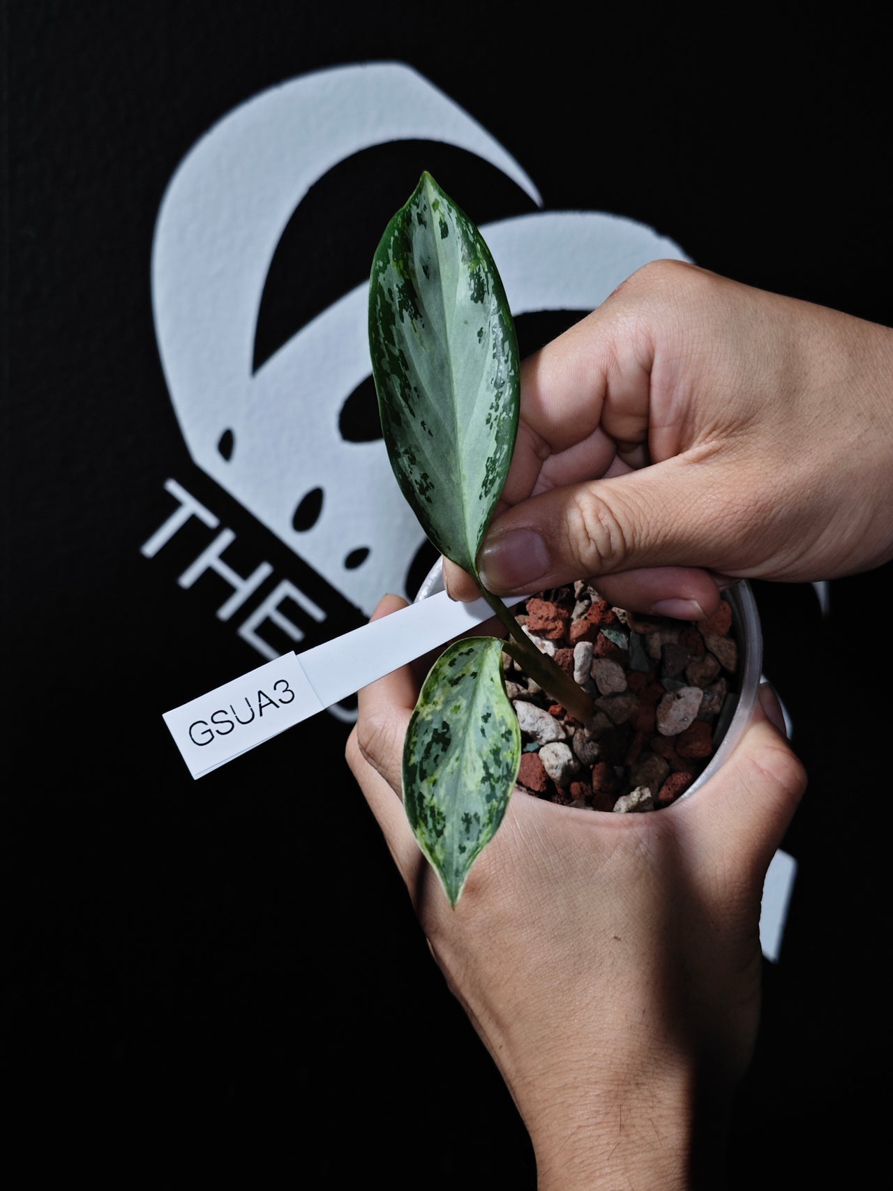 Aglaonema Suvarnabhumi Variegated - thebasements.us