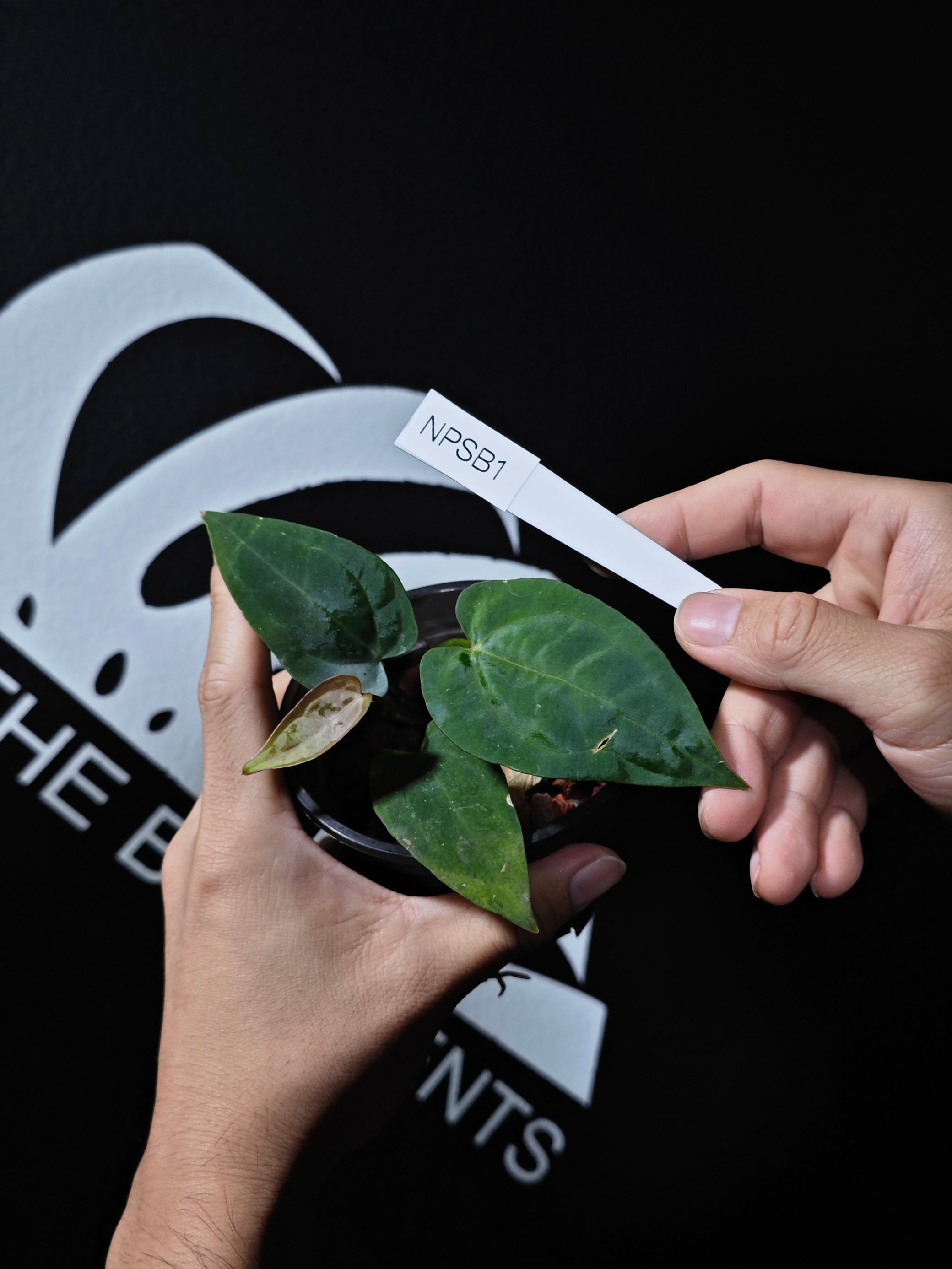 dark phoenix anthurium Anthurium Dark Phoenix Self Seedings