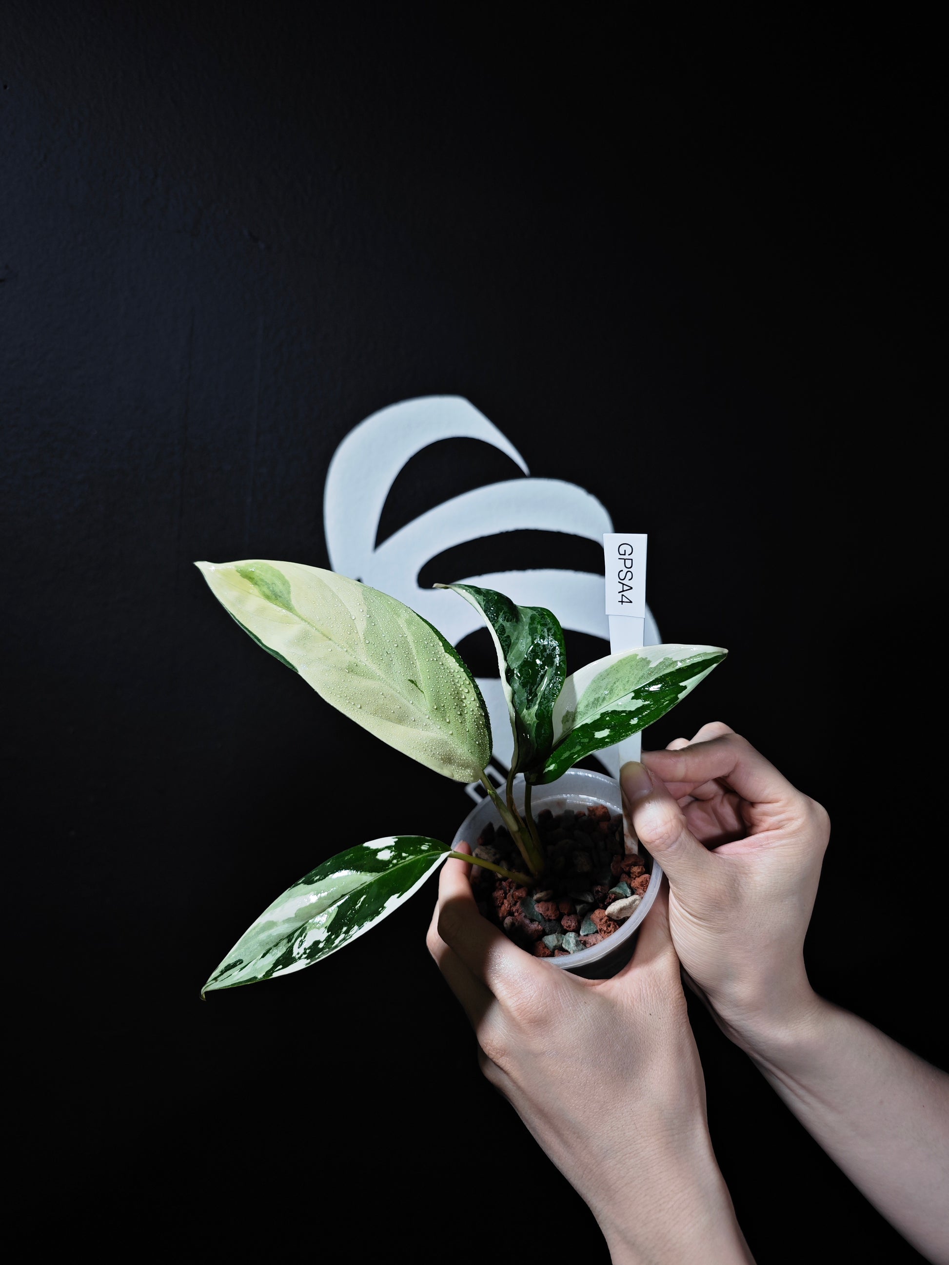 Aglaonema Petch Suphan - thebasements.us