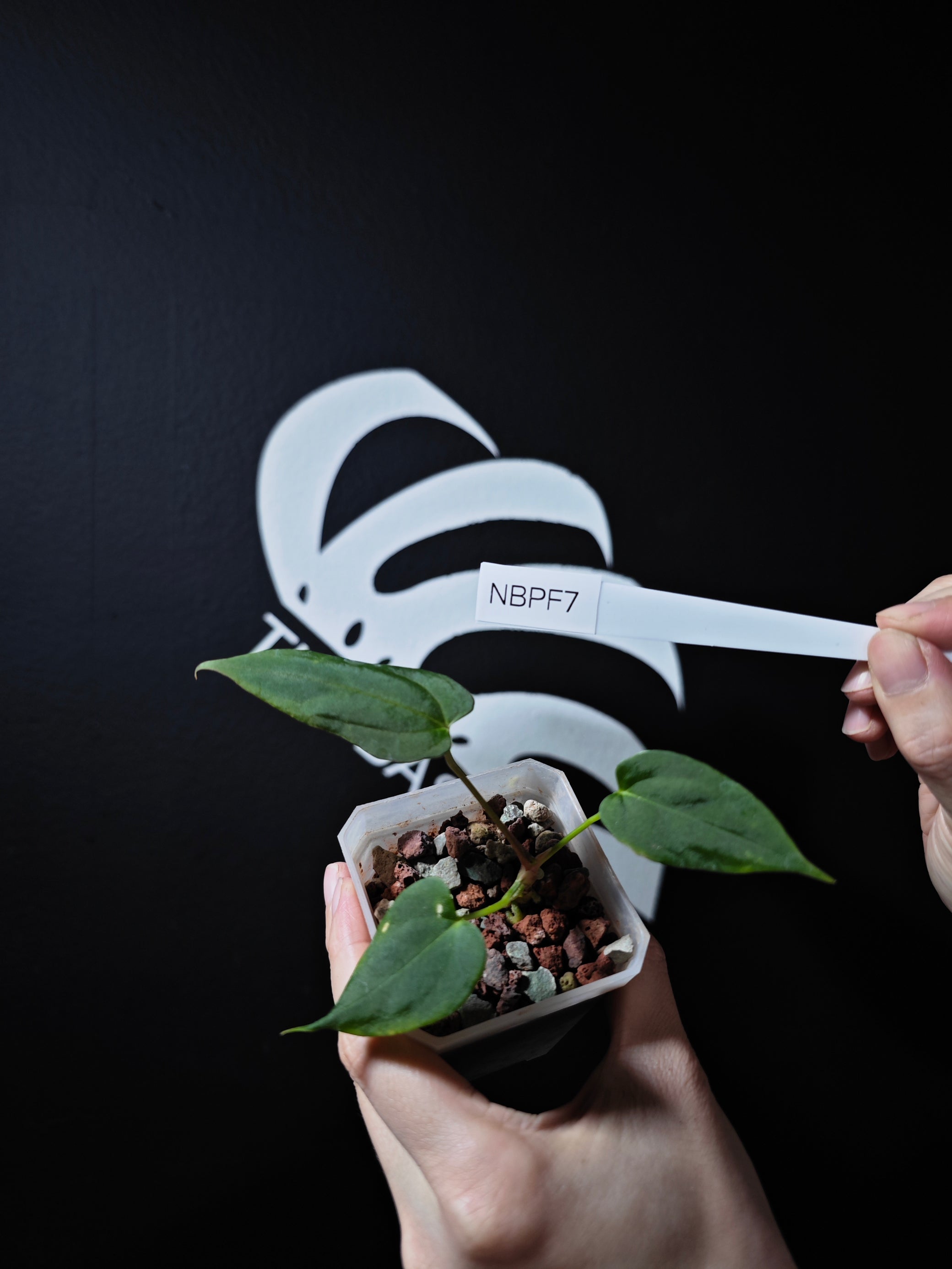 anthurium blue cross blue shield Anthurium Blue Papilliaminum OG x Papilliaminum FS Seedings
