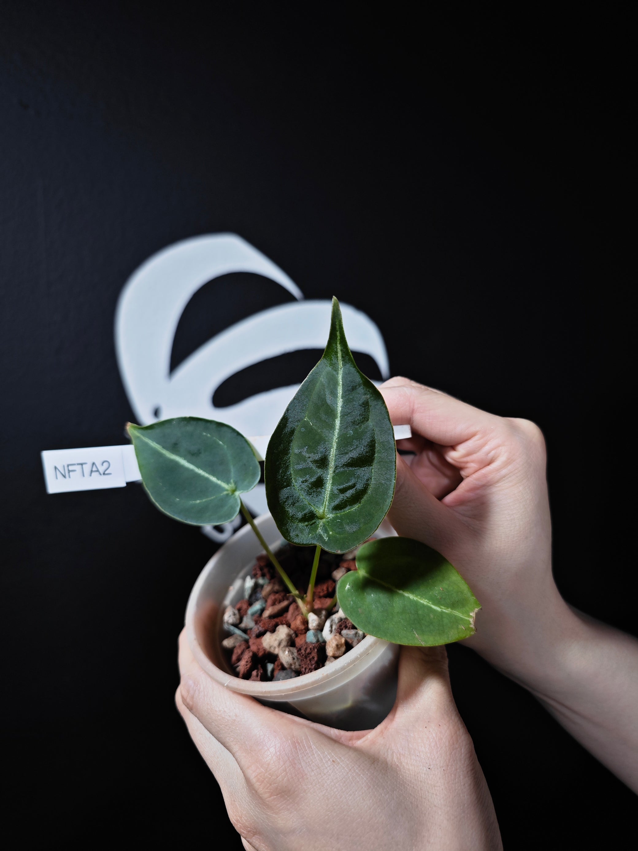 anthurium forgetii humidity Anthurium Forgetti