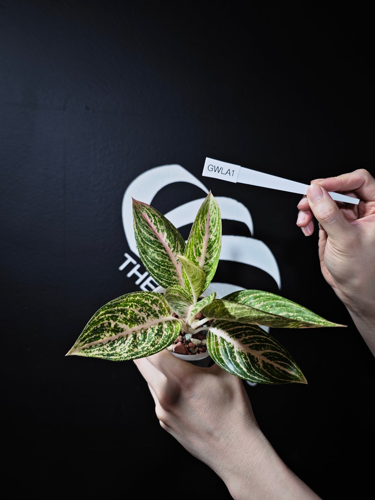 Aglaonema White Legacy - thebasements.us