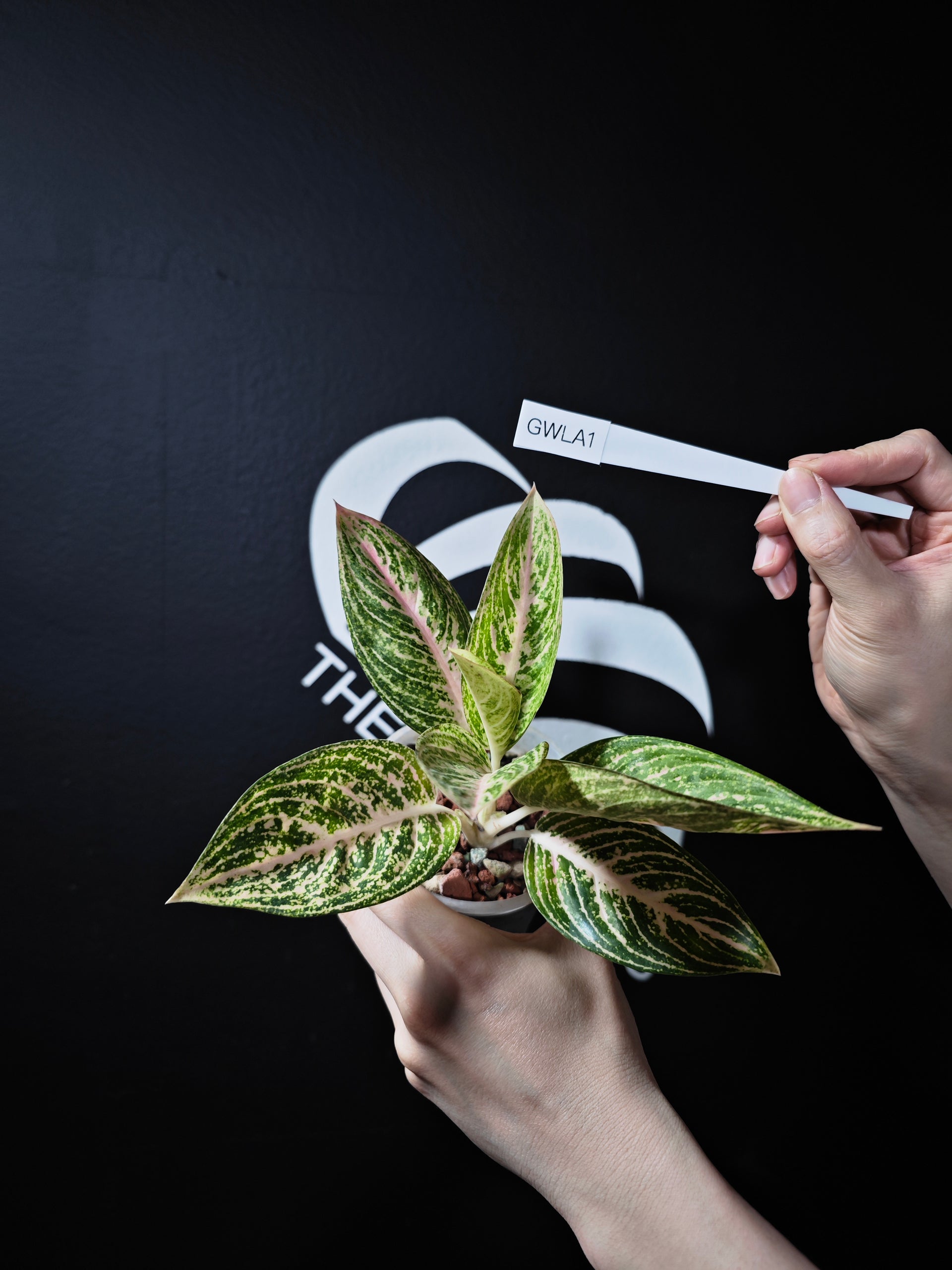 aglaonema black legacy Aglaonema White Legacy