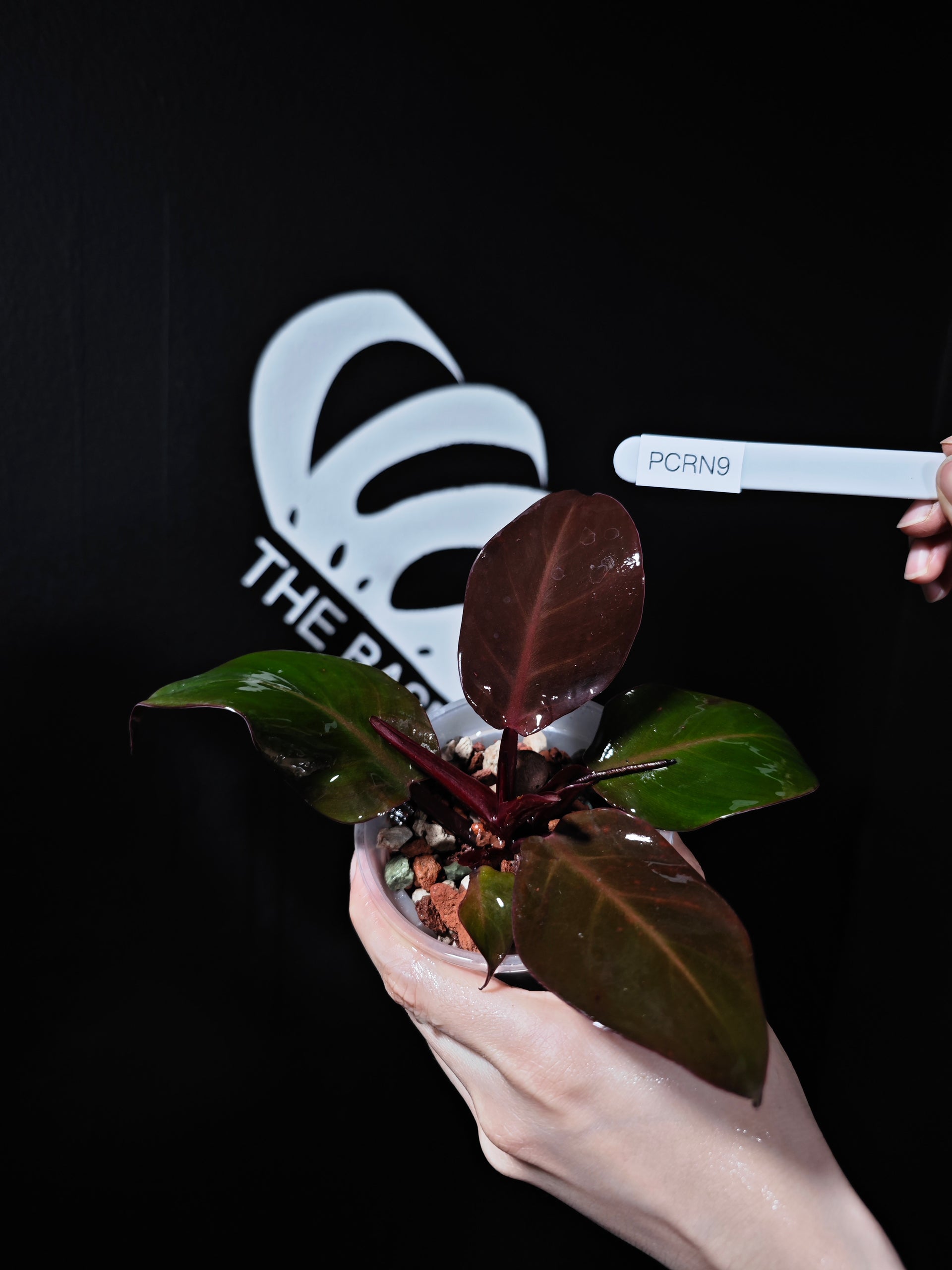 philodendron cherry red Philodendron Cherry Red