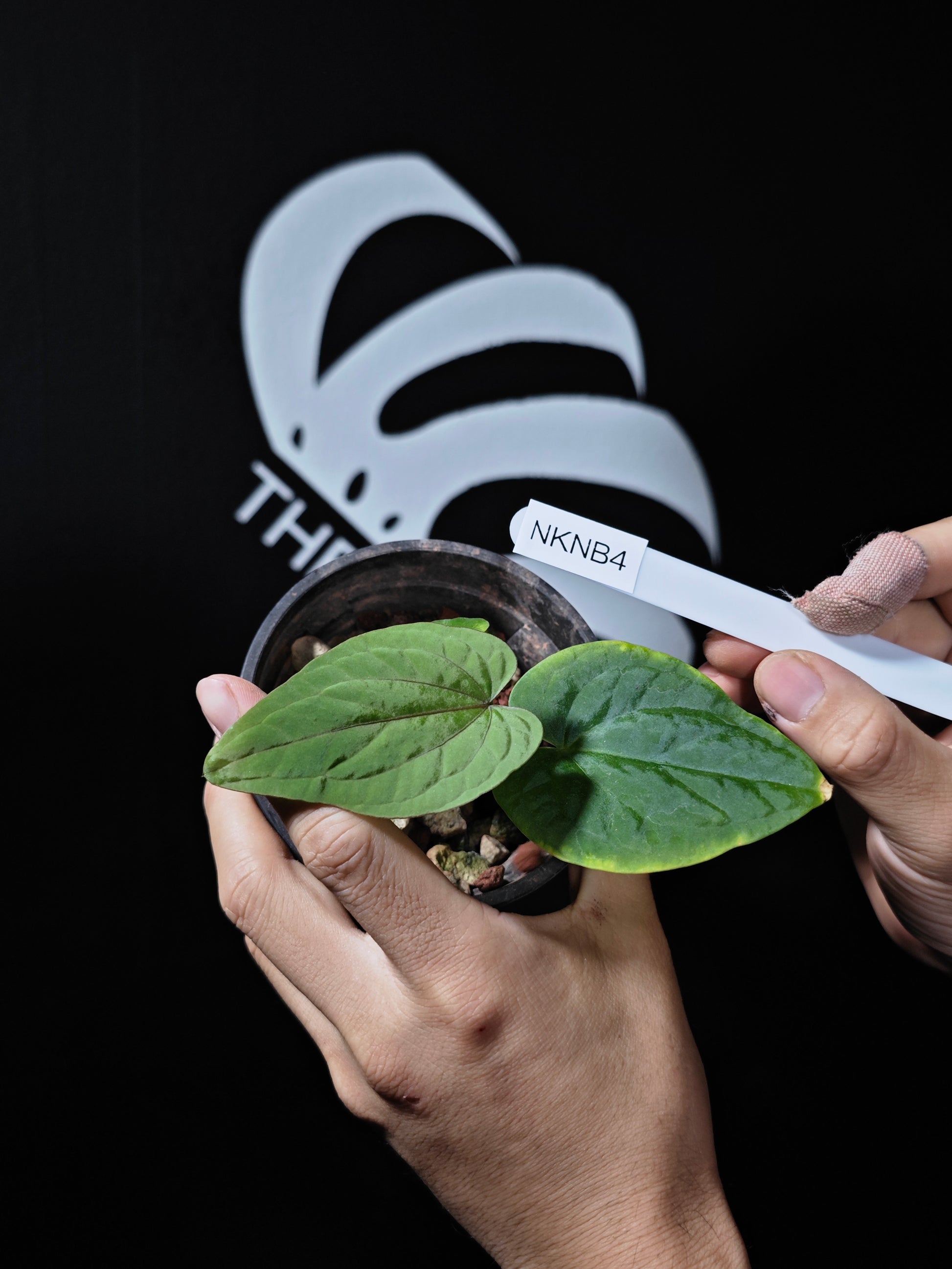 Anthurium Kunayalense - thebasements.us