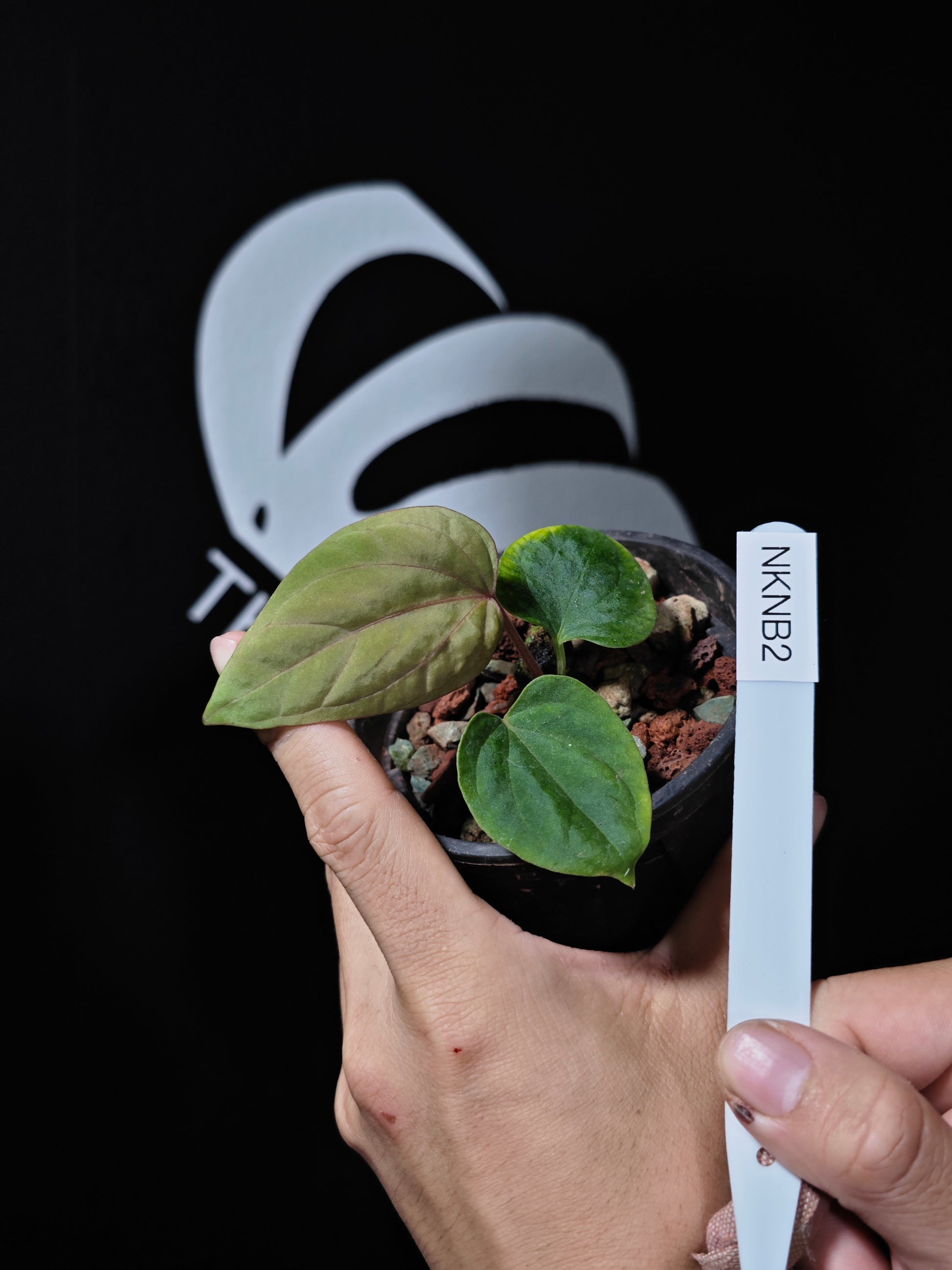 Anthurium Kunayalense - thebasements.us