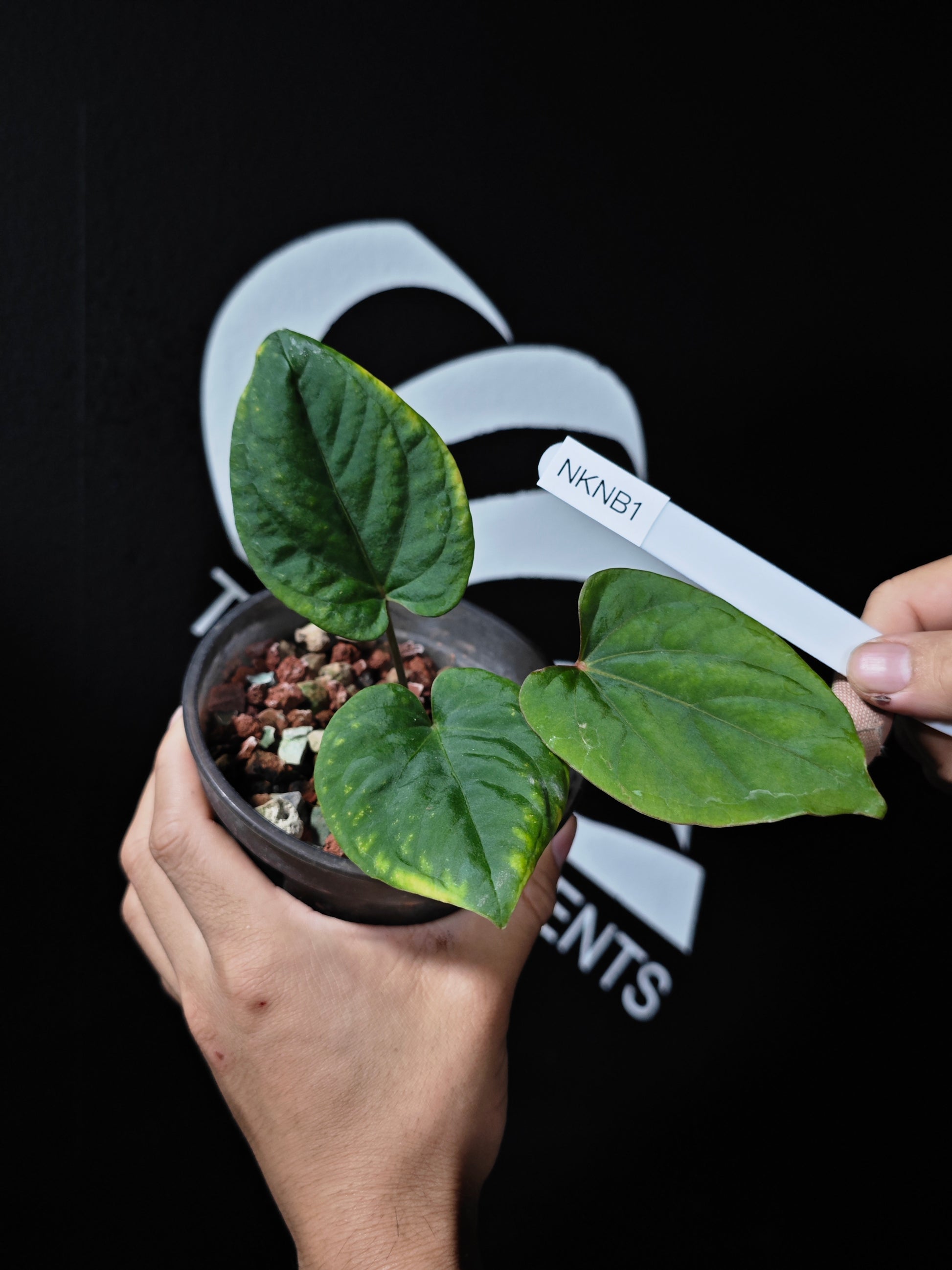 Anthurium Kunayalense - thebasements.us