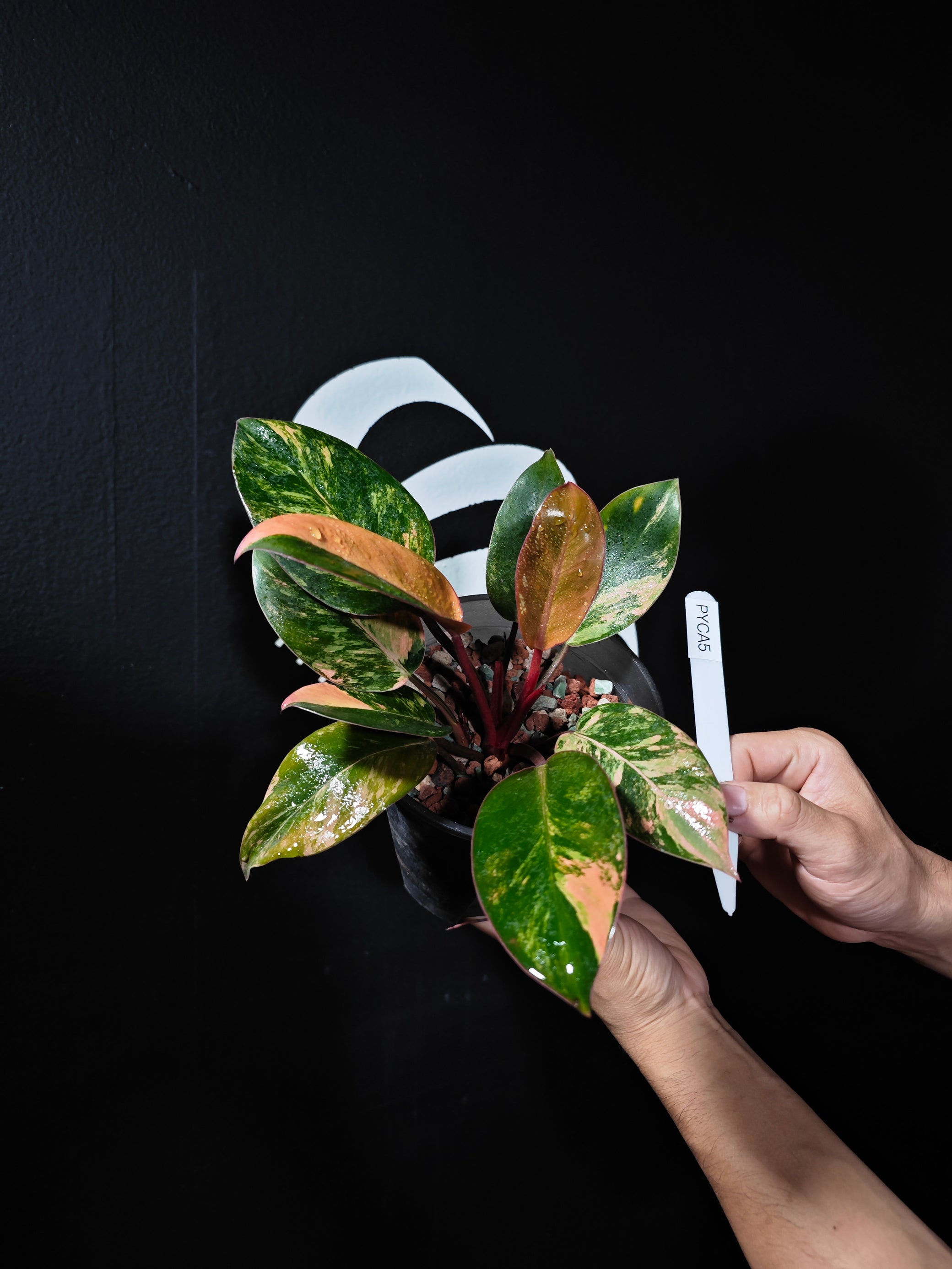 philodendron congo red yellow variegated Philodendron Yellow Congo Variegated