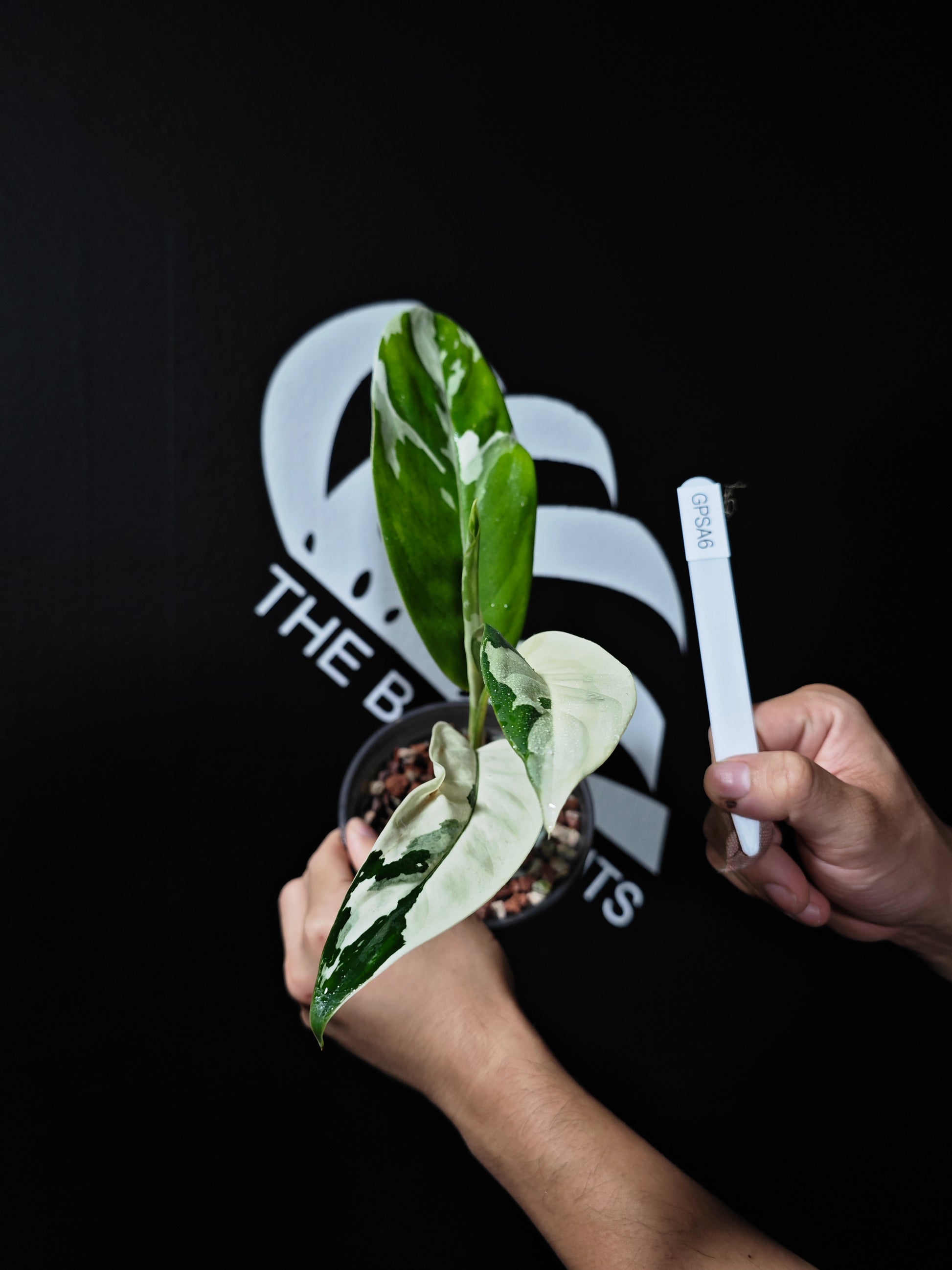 Aglaonema Petch Suphan - thebasements.us