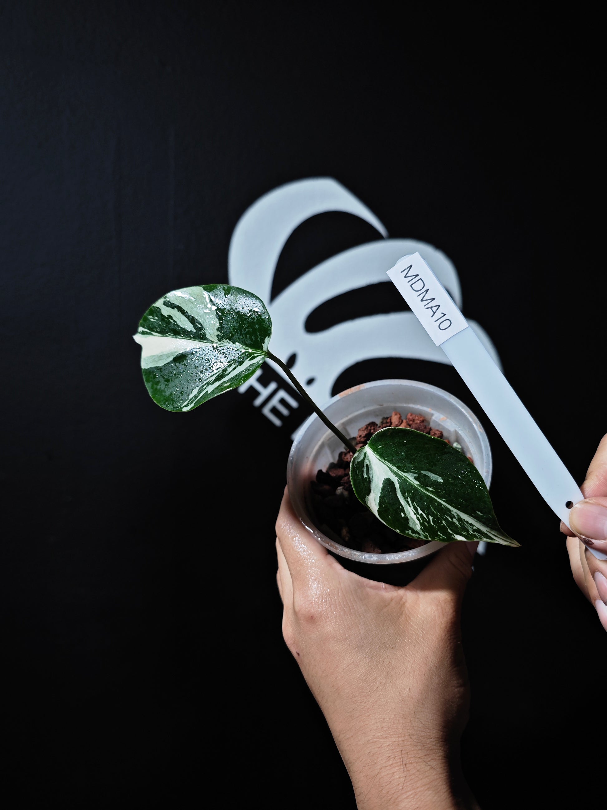 Monstera Deliciosa Mint - thebasements.us