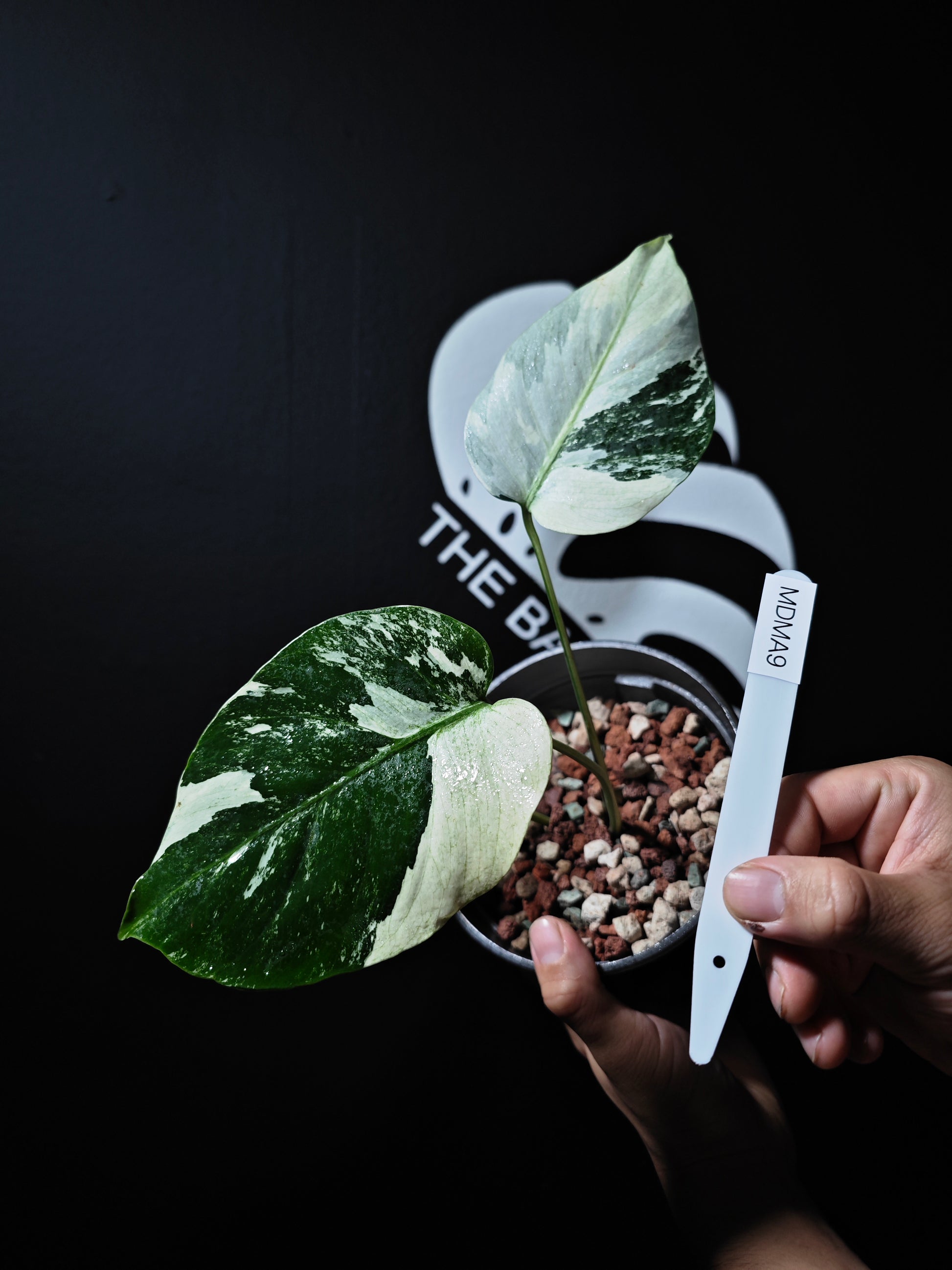 Monstera Deliciosa Mint - thebasements.us