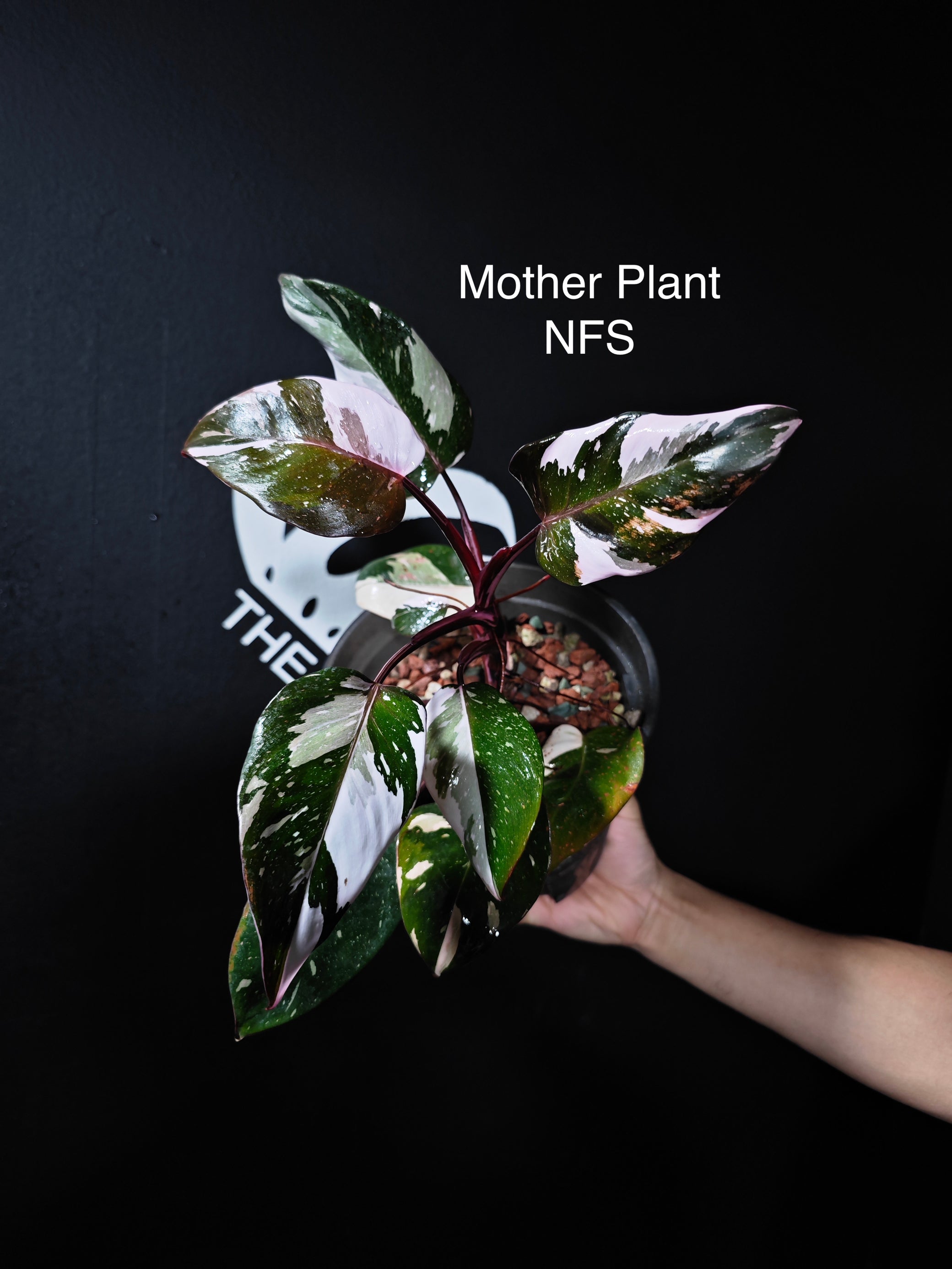 philodendron canada Philodendron Red Anderson