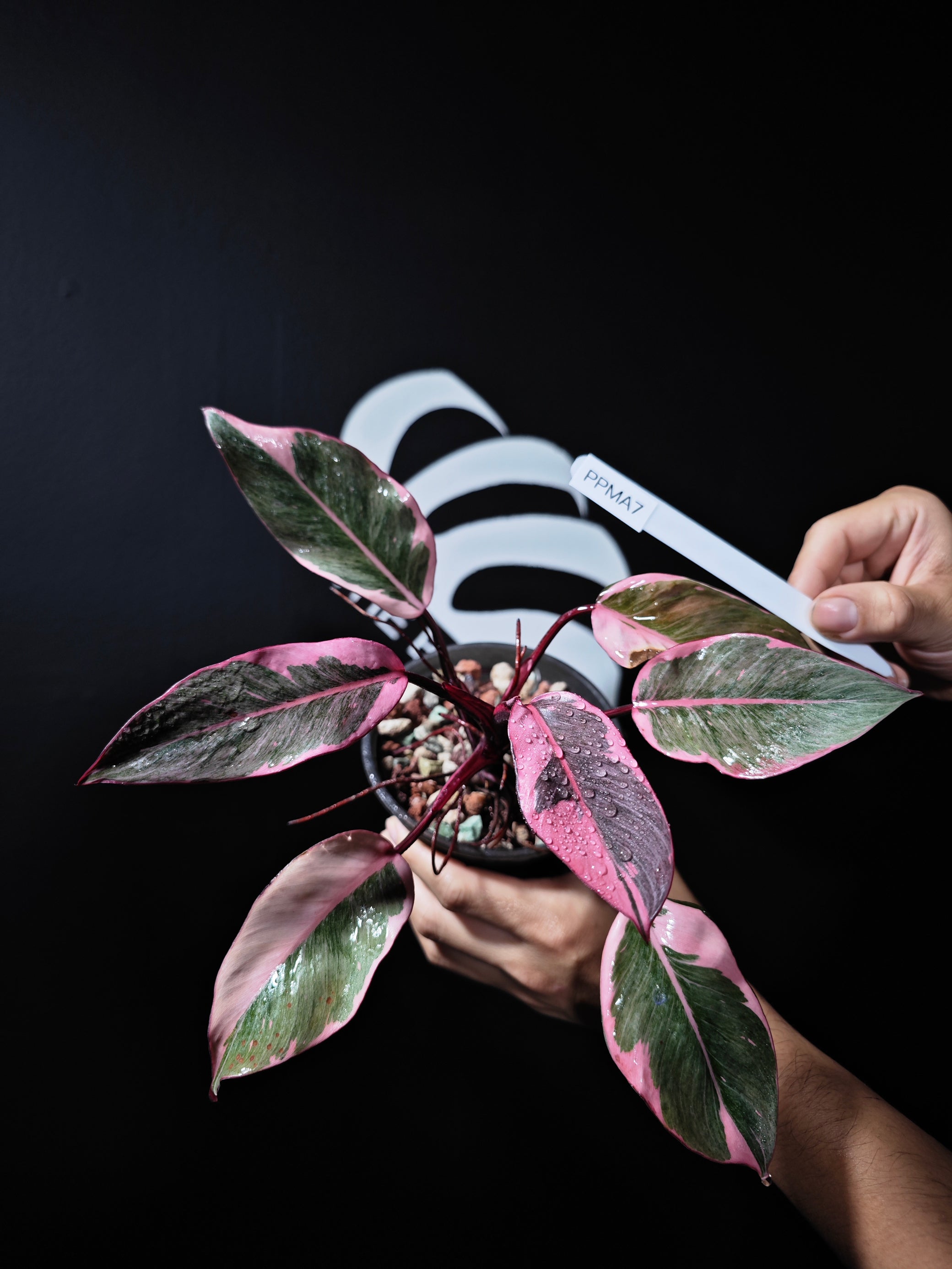 cold damage on pink princess philodendron Philodendron Pink Princess Mutation