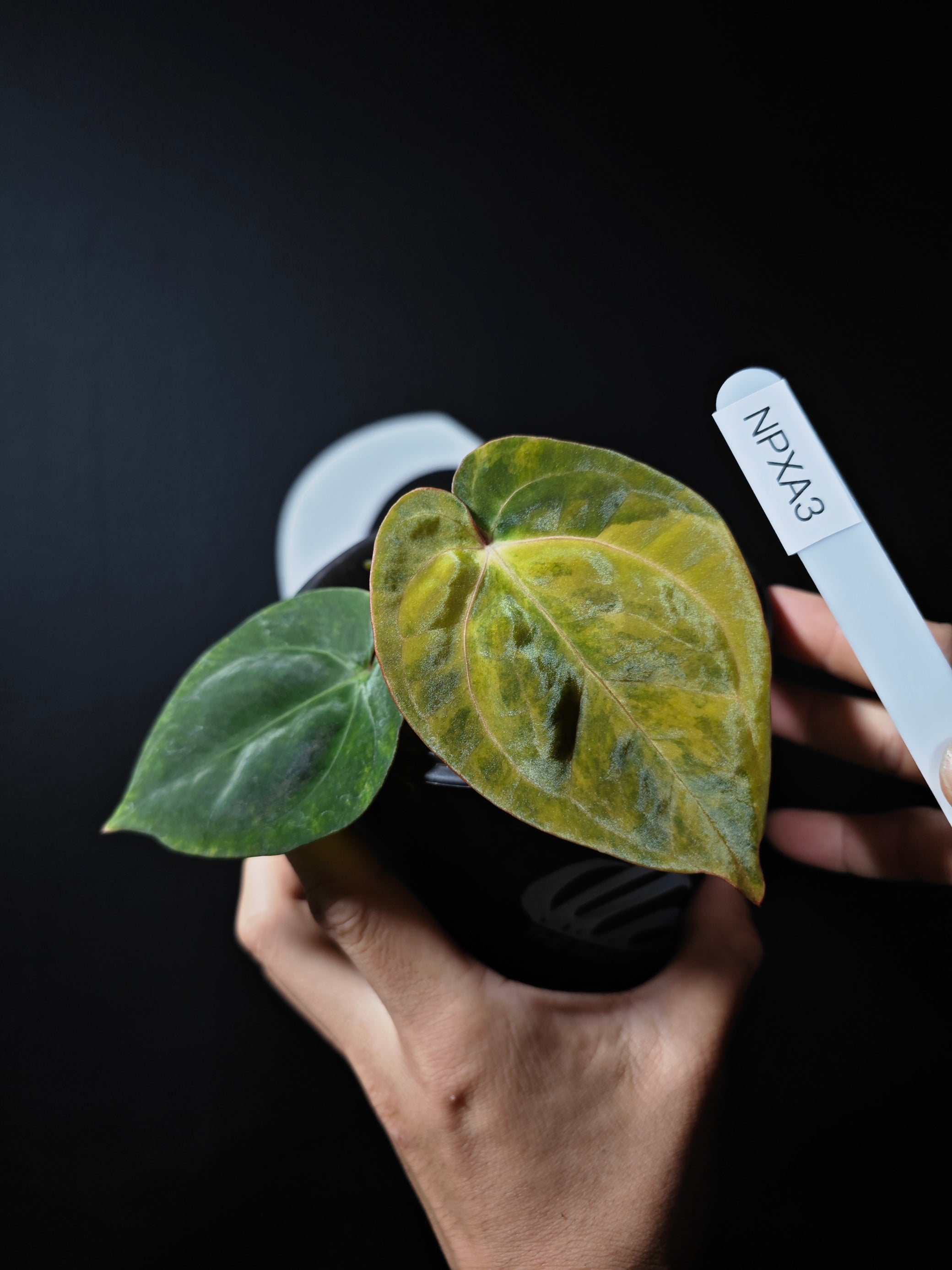 anthurium papililaminum Anthurium Papillilaminum Variegated