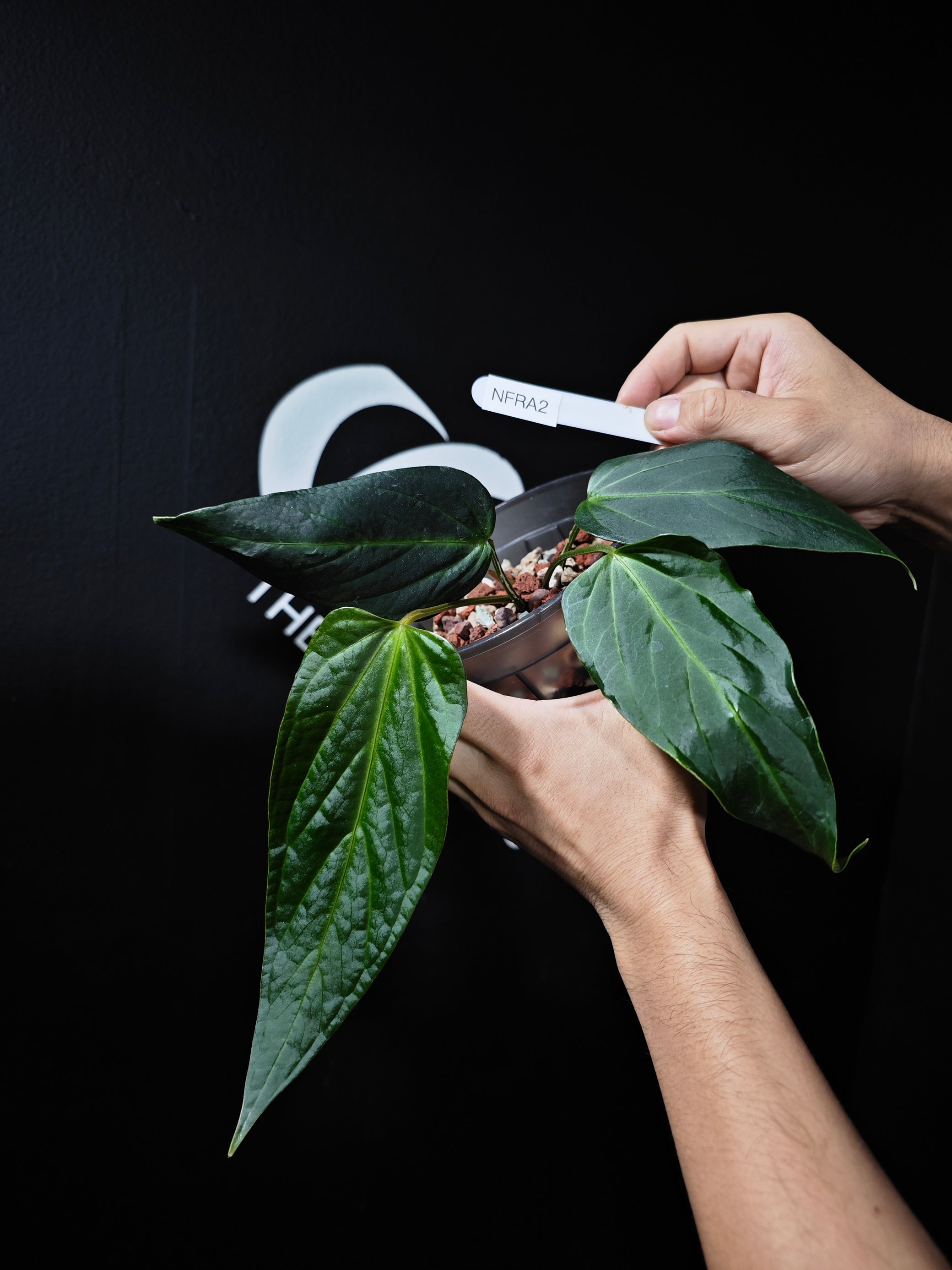 anthurium in wild Anthurium Rioclaroense Wild Hybrid