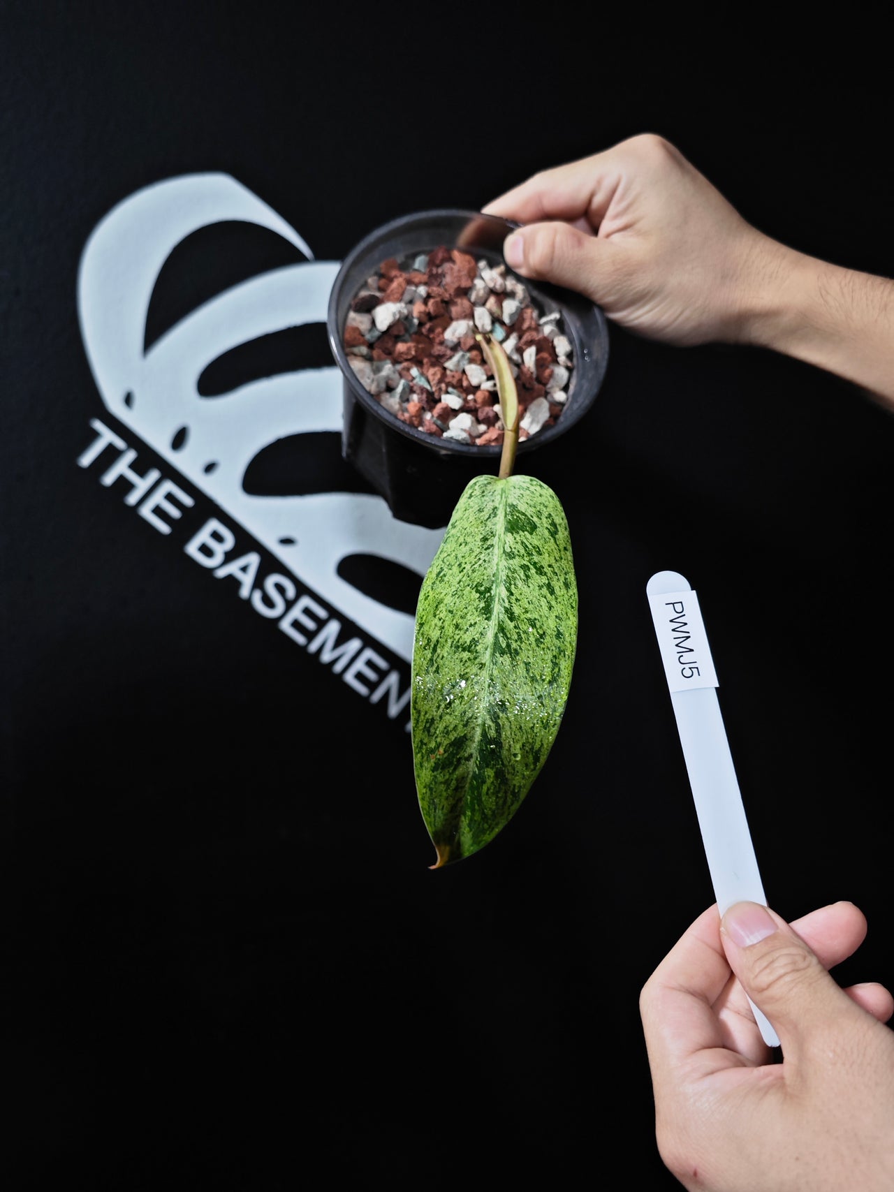 Philodendron Whipple Way Mint - thebasements.us
