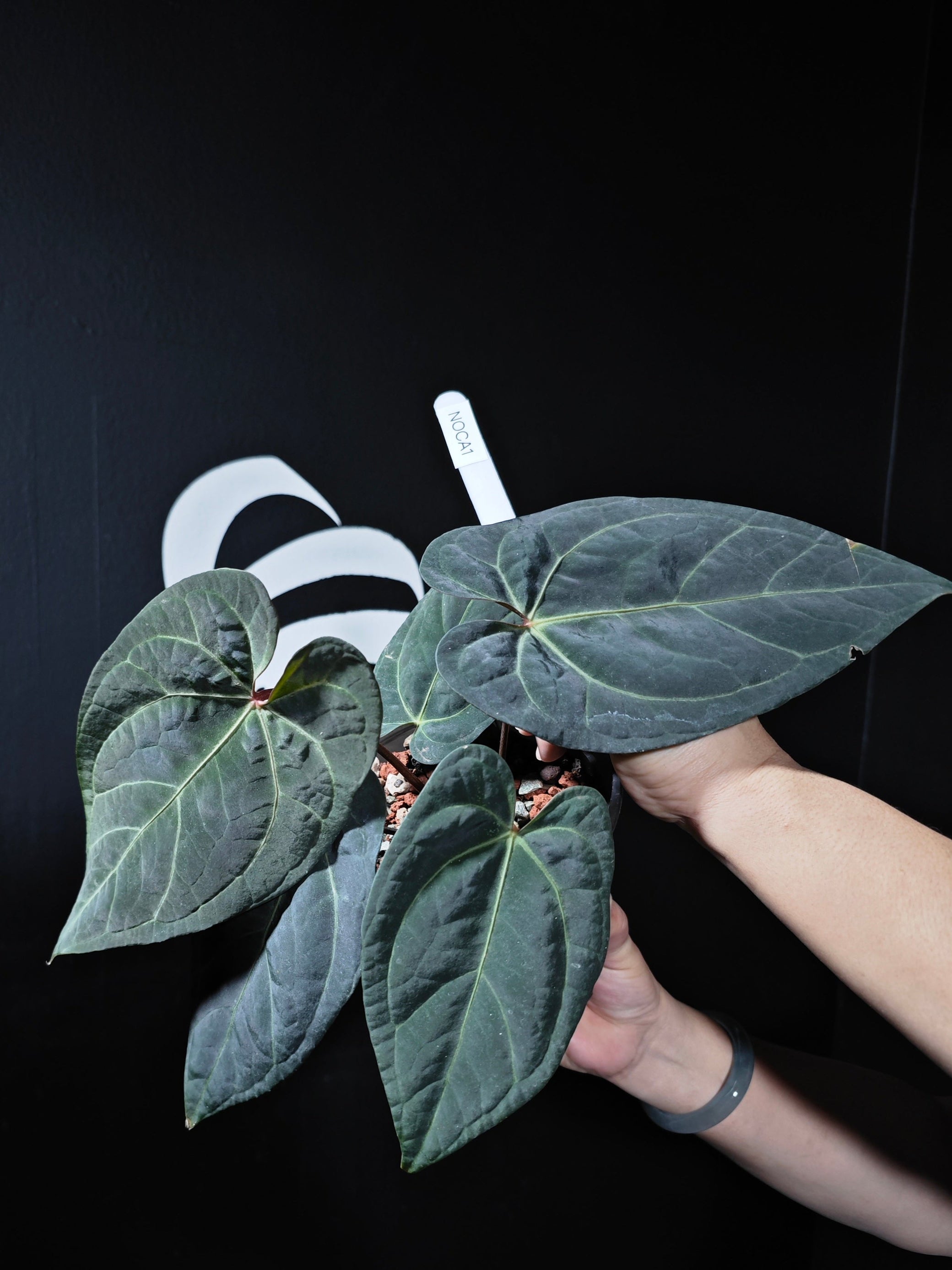 anthurium portillae nse Anthurium NSE Portillae x Purple Crystallinum