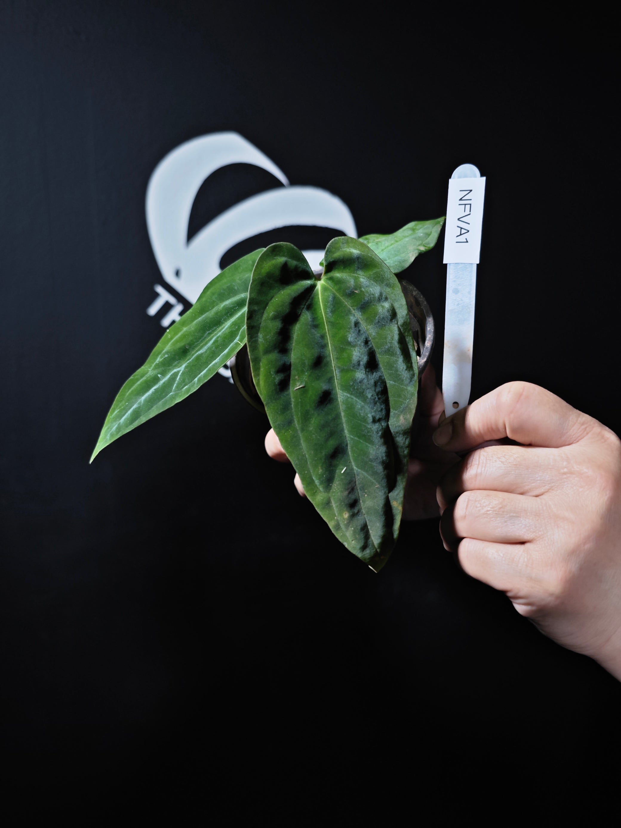 ah sam anthurium Anthurium Papilliaminum Fort Sherman x Antolakii (BVEP) Seeding