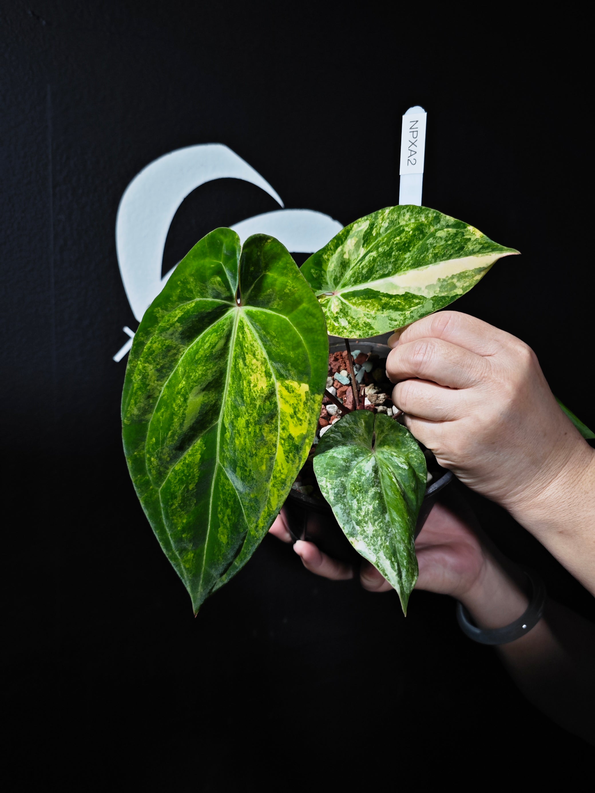 anthurium papillilaminum x clarinervium Anthurium Papillilaminum Variegated