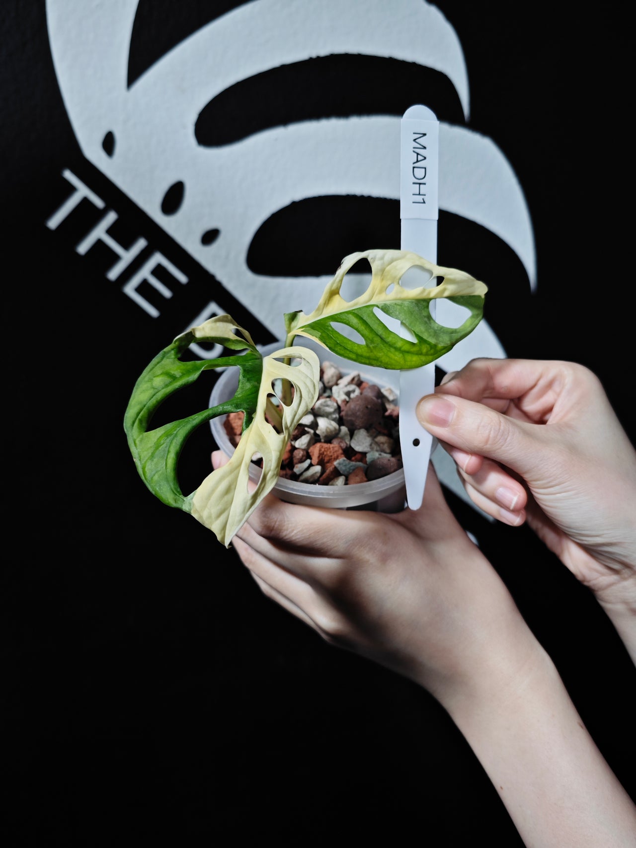 Monstera Adansonii Albo - thebasements.us