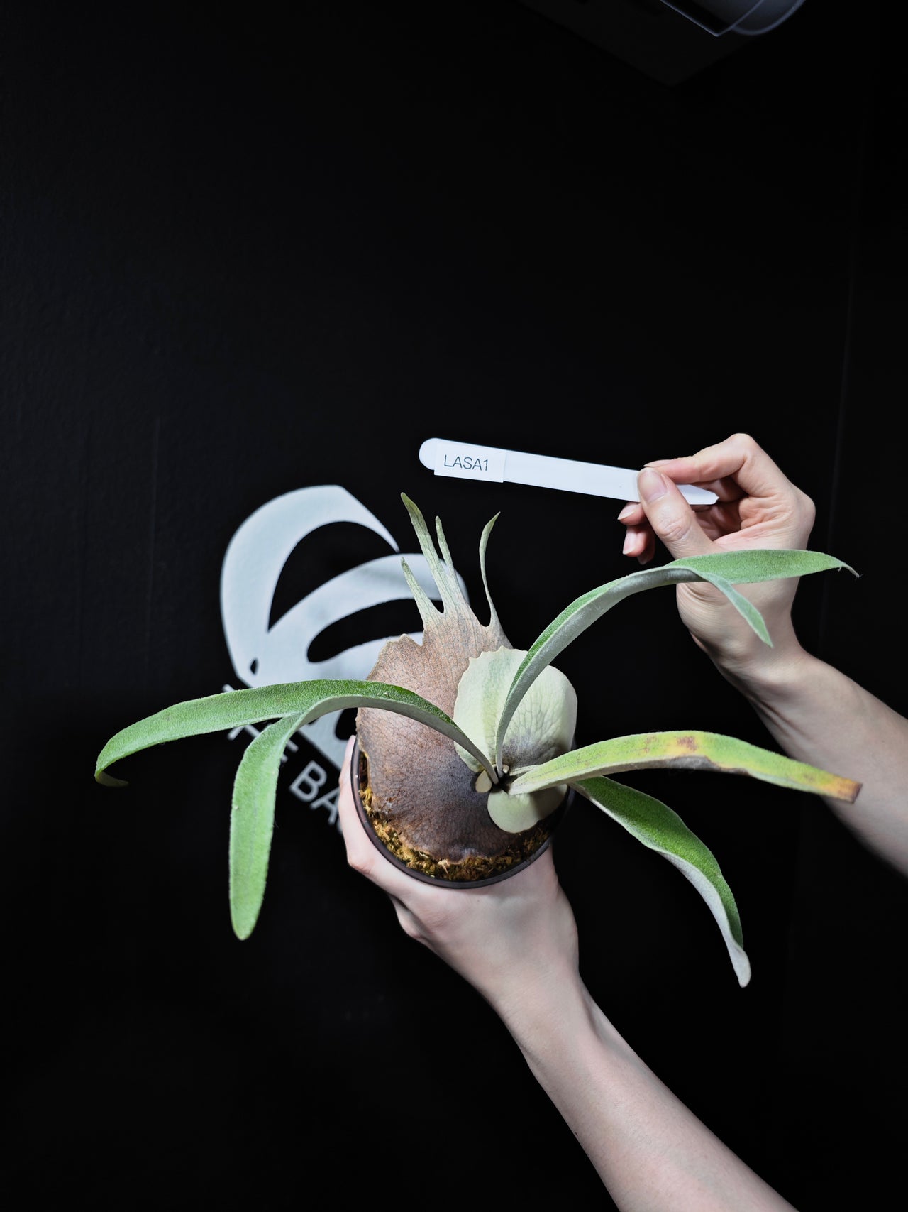 Platycerium Auburn River “High Finger” (Pup)