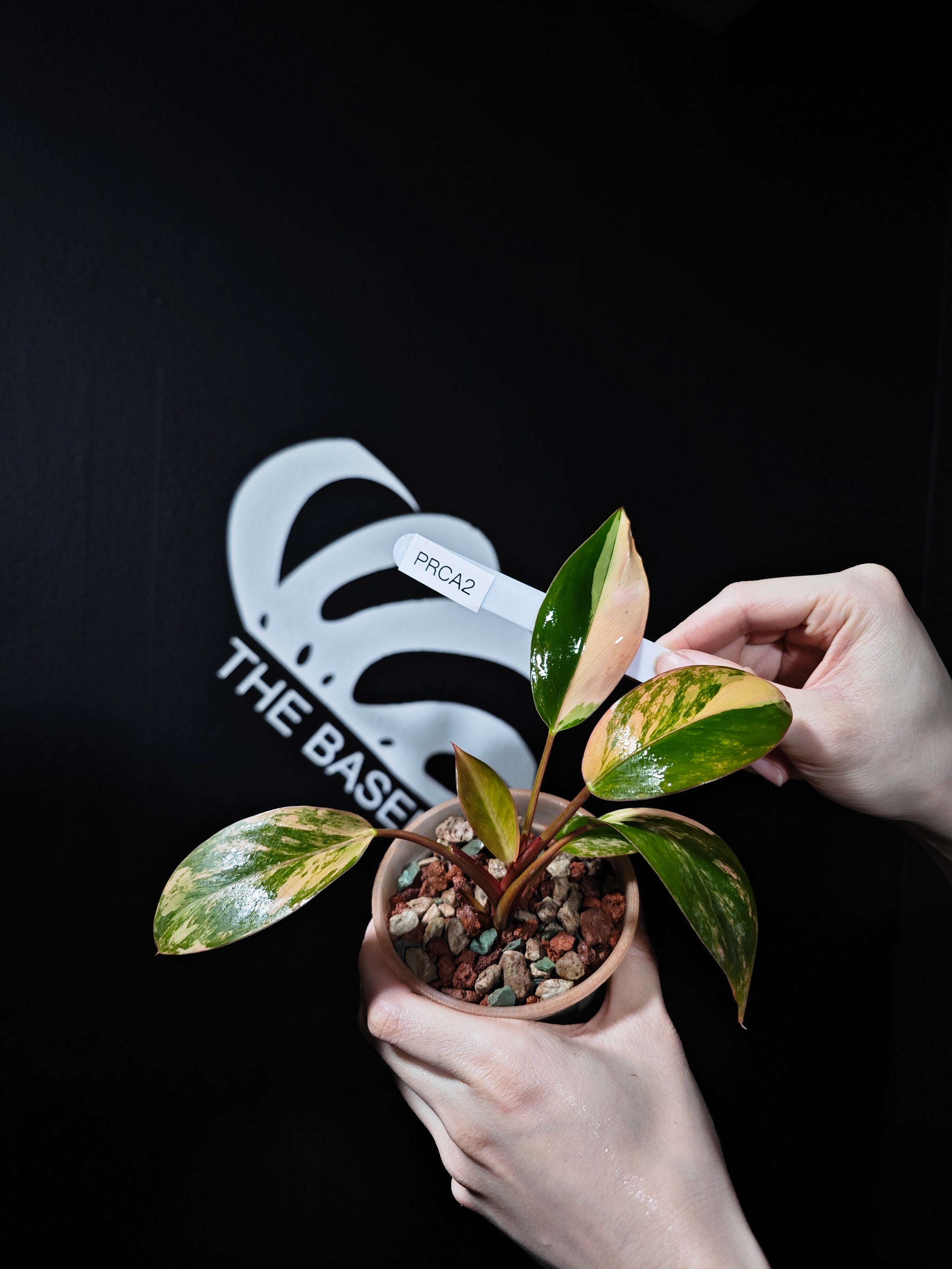 philodendron congo variegated Philodendron Red Congo Variegated