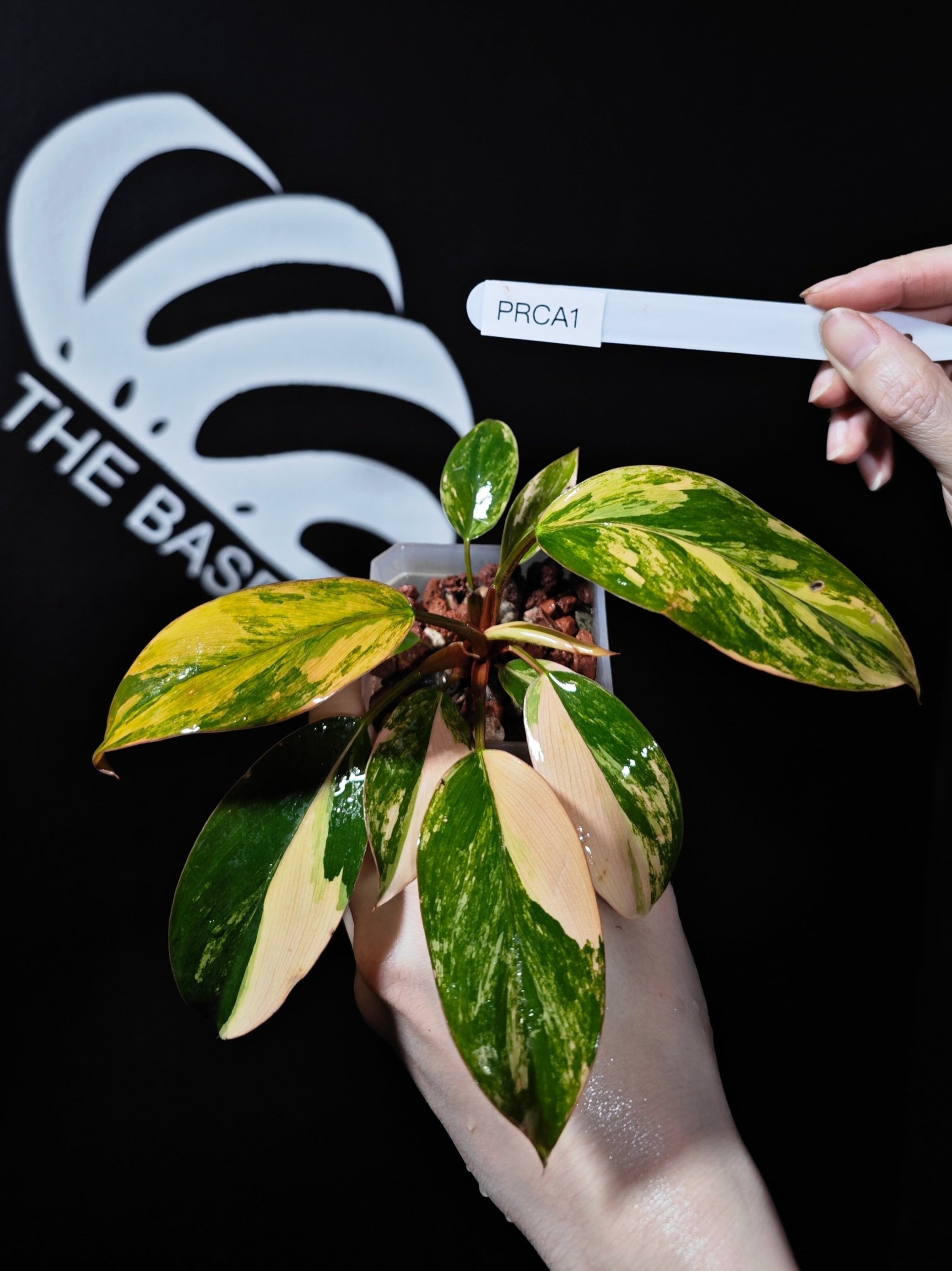 variegated red congo philodendron Philodendron Red Congo Variegated