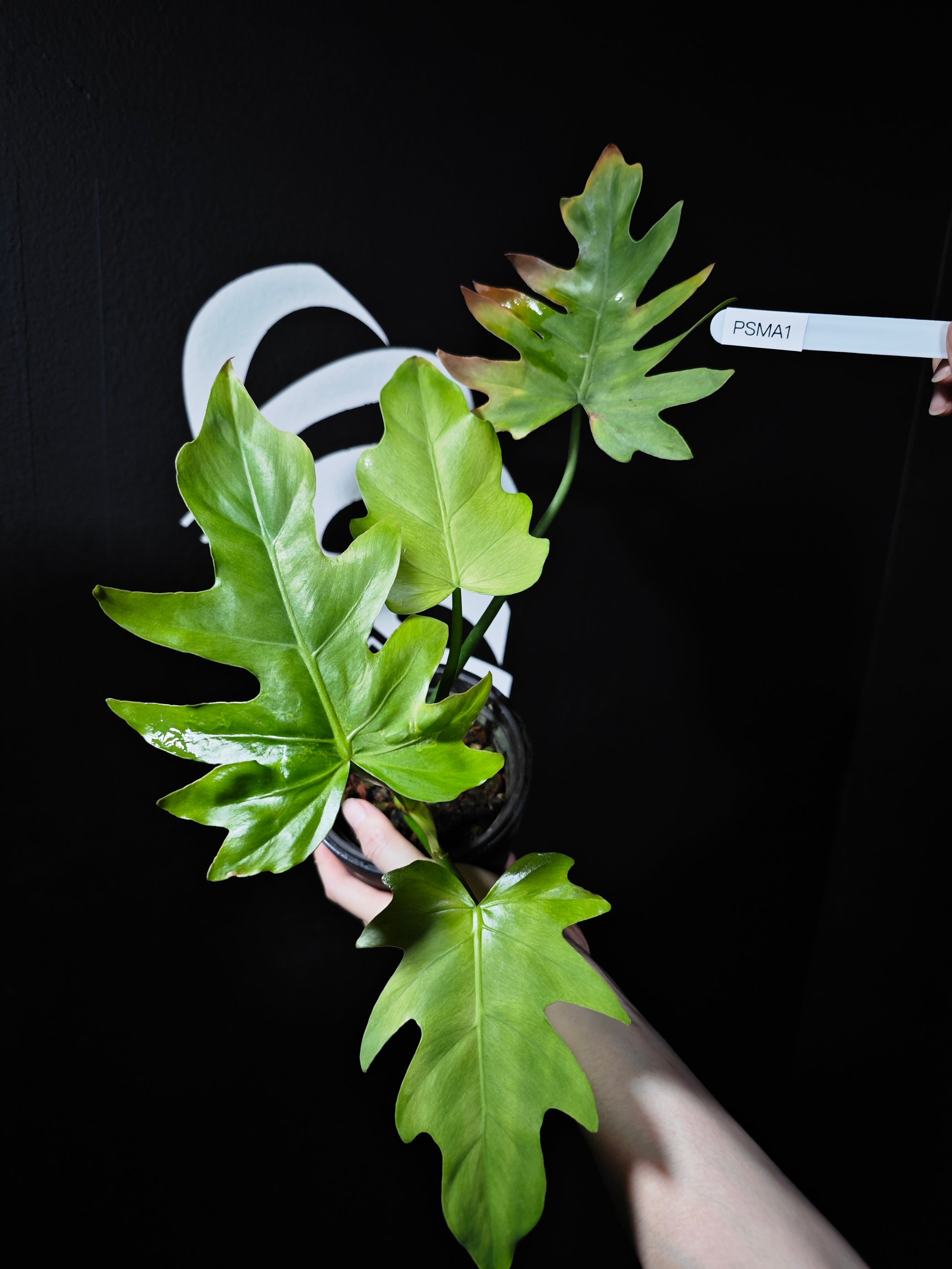 philodendron ruthianum Philodendron Radiatum Mint variegated