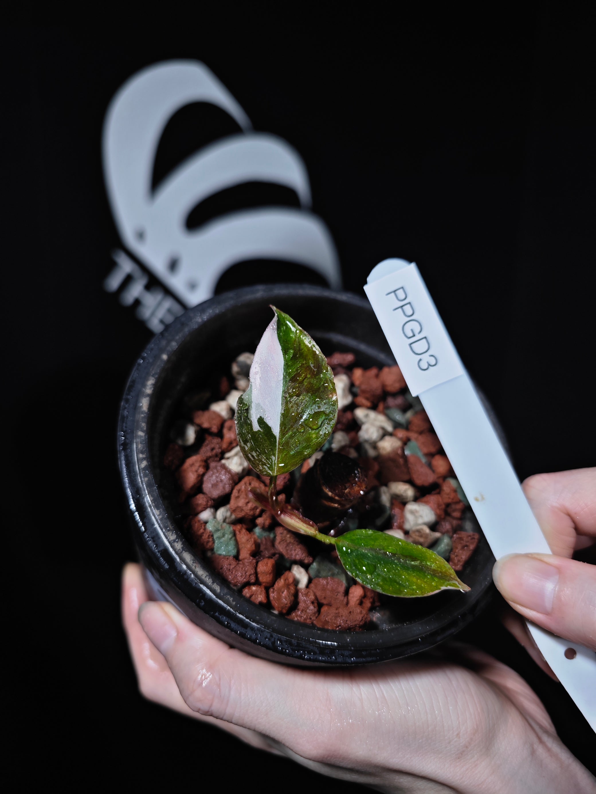 tri color philodendron Philodendron White Knight Tricolor Mutation