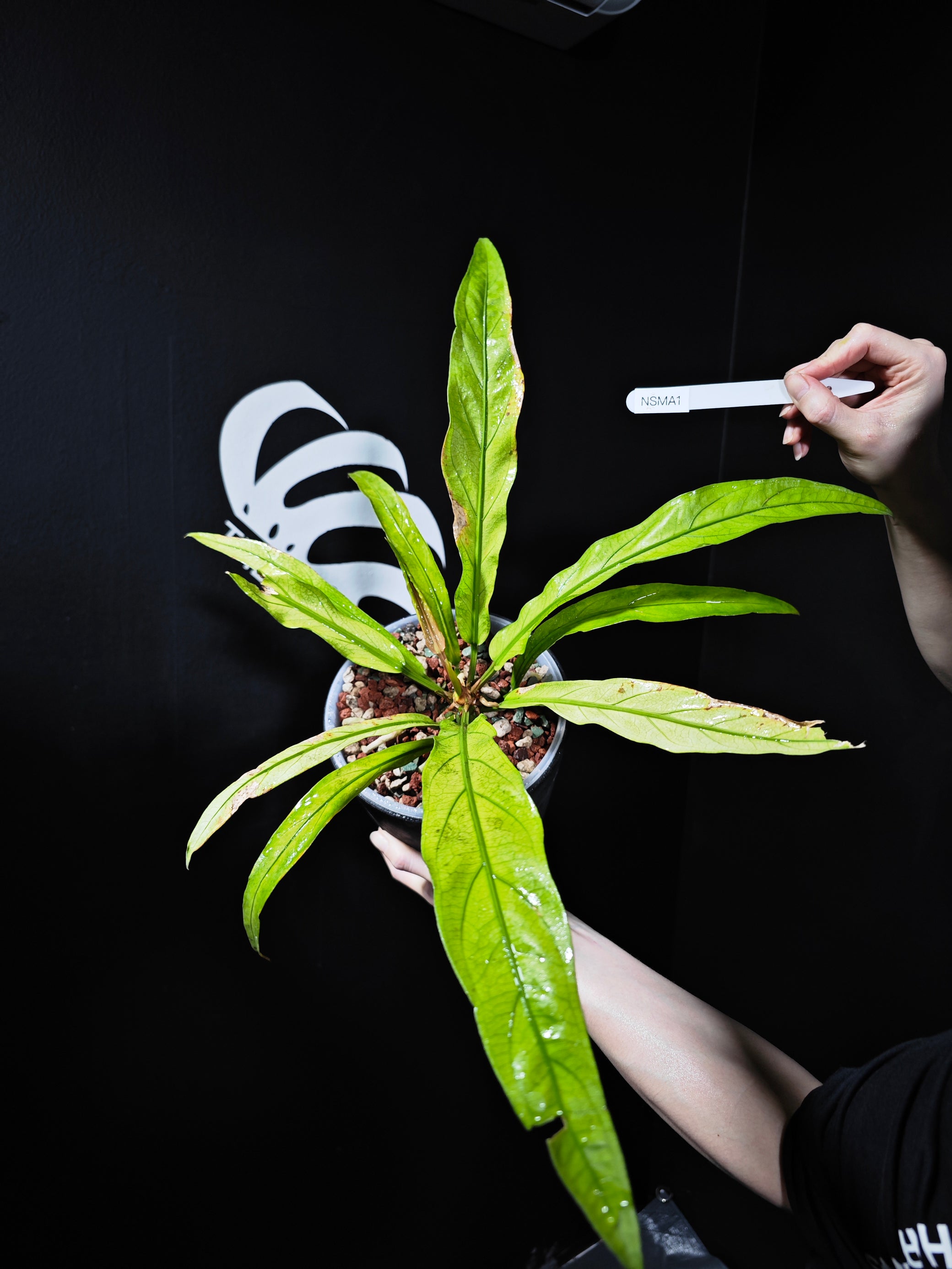 anthurium morente Anthurium Scorpiones Mint Variegated