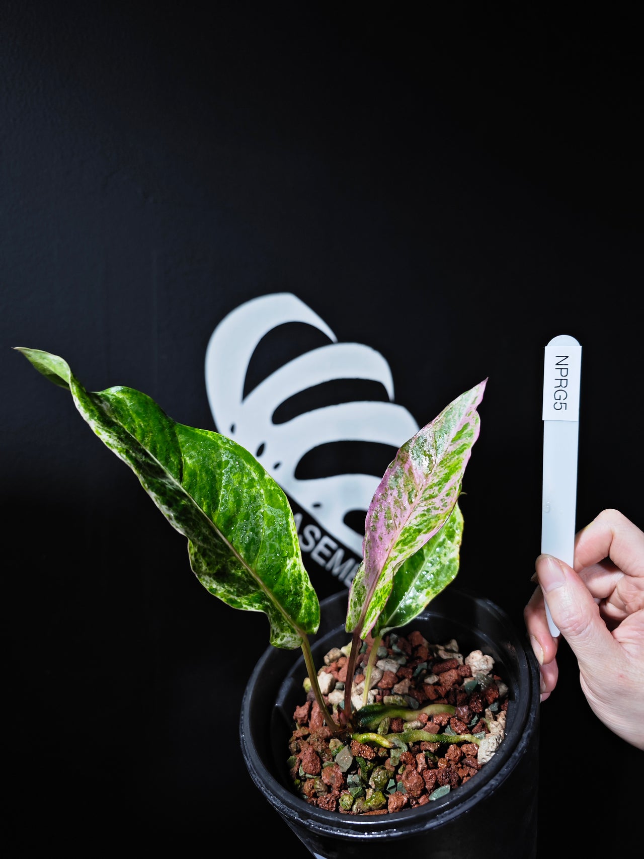 Anthurium Hookeri Renaissance Pink Variegated