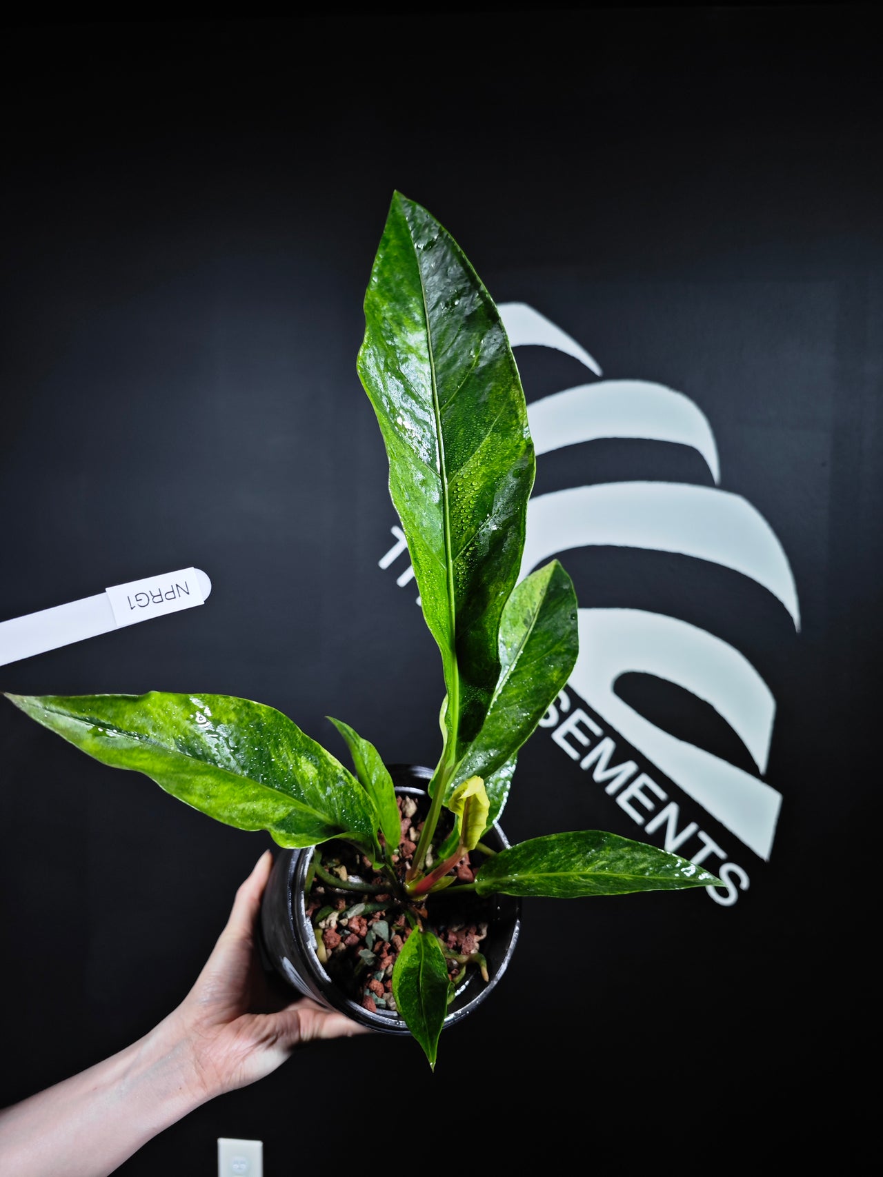 Anthurium Hookeri Renaissance Pink Variegated