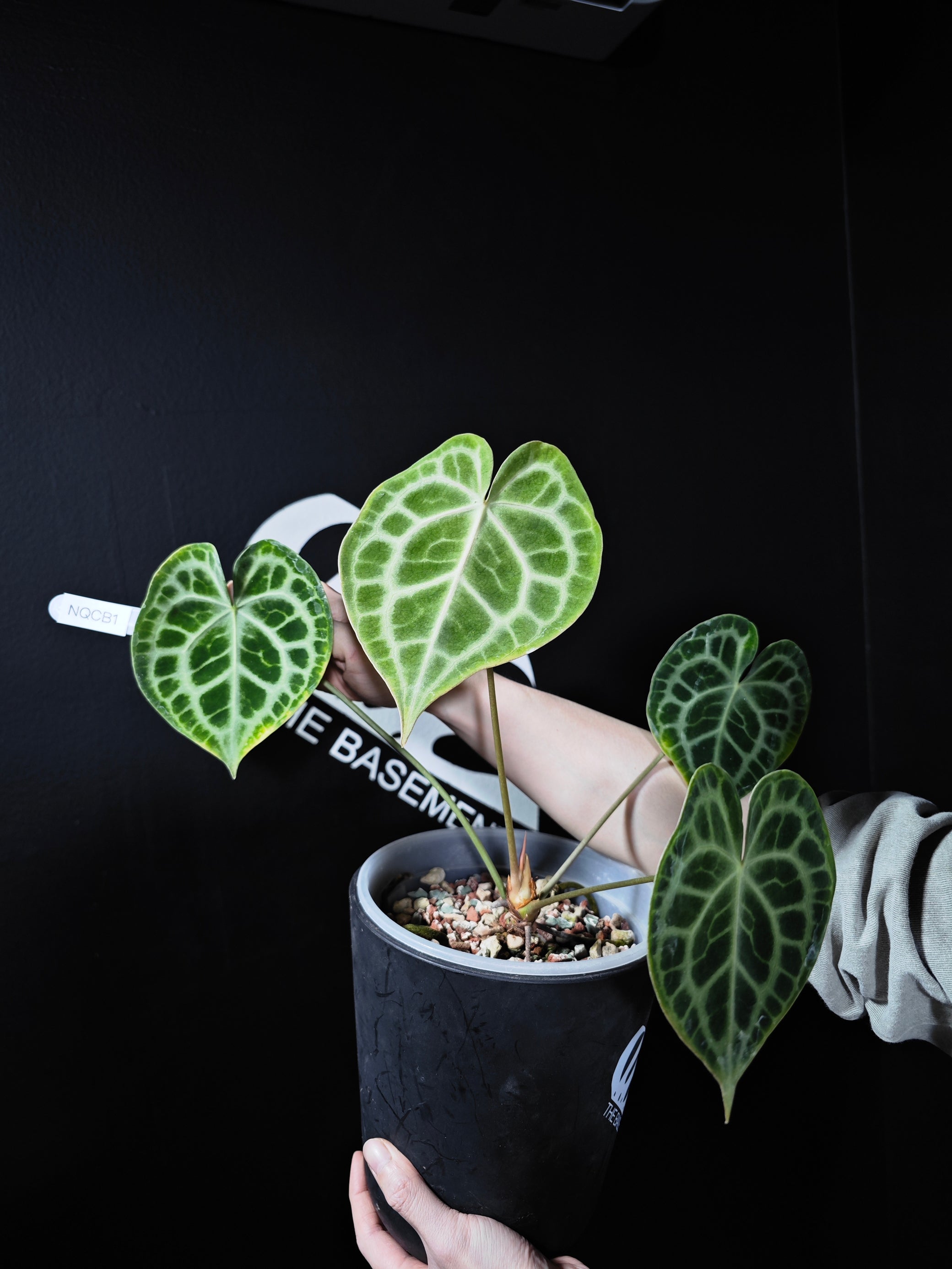 the queen anthurium Anthurium Queen of Clarinervium Clone