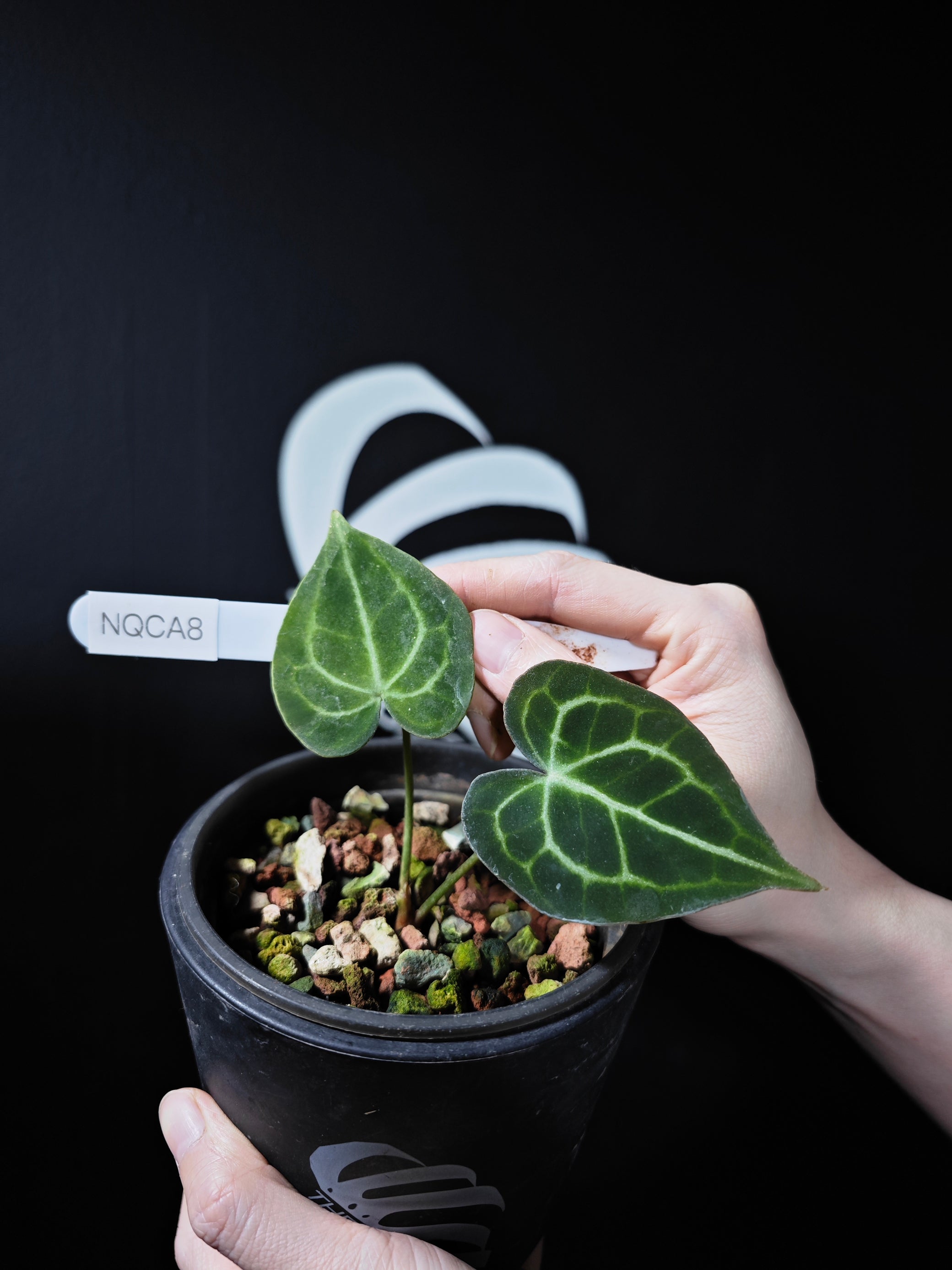 anthurium clarinervium x forgetii Anthurium Queen of Clarinervium Clone
