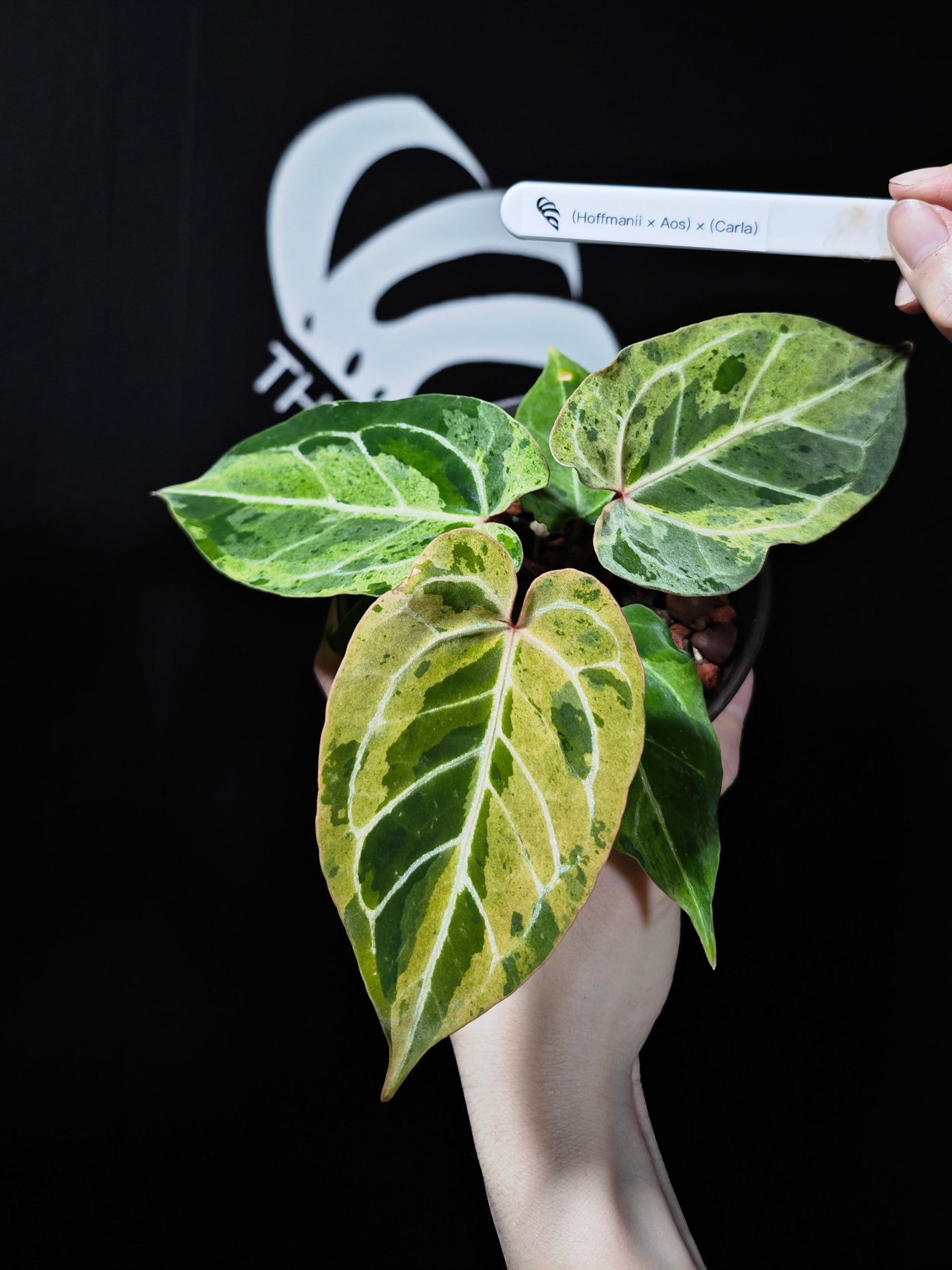 anthurium ace of spades hybrid Anthurium (Hoffmanii x Ace of Spades)x Carlablackiae Variegated