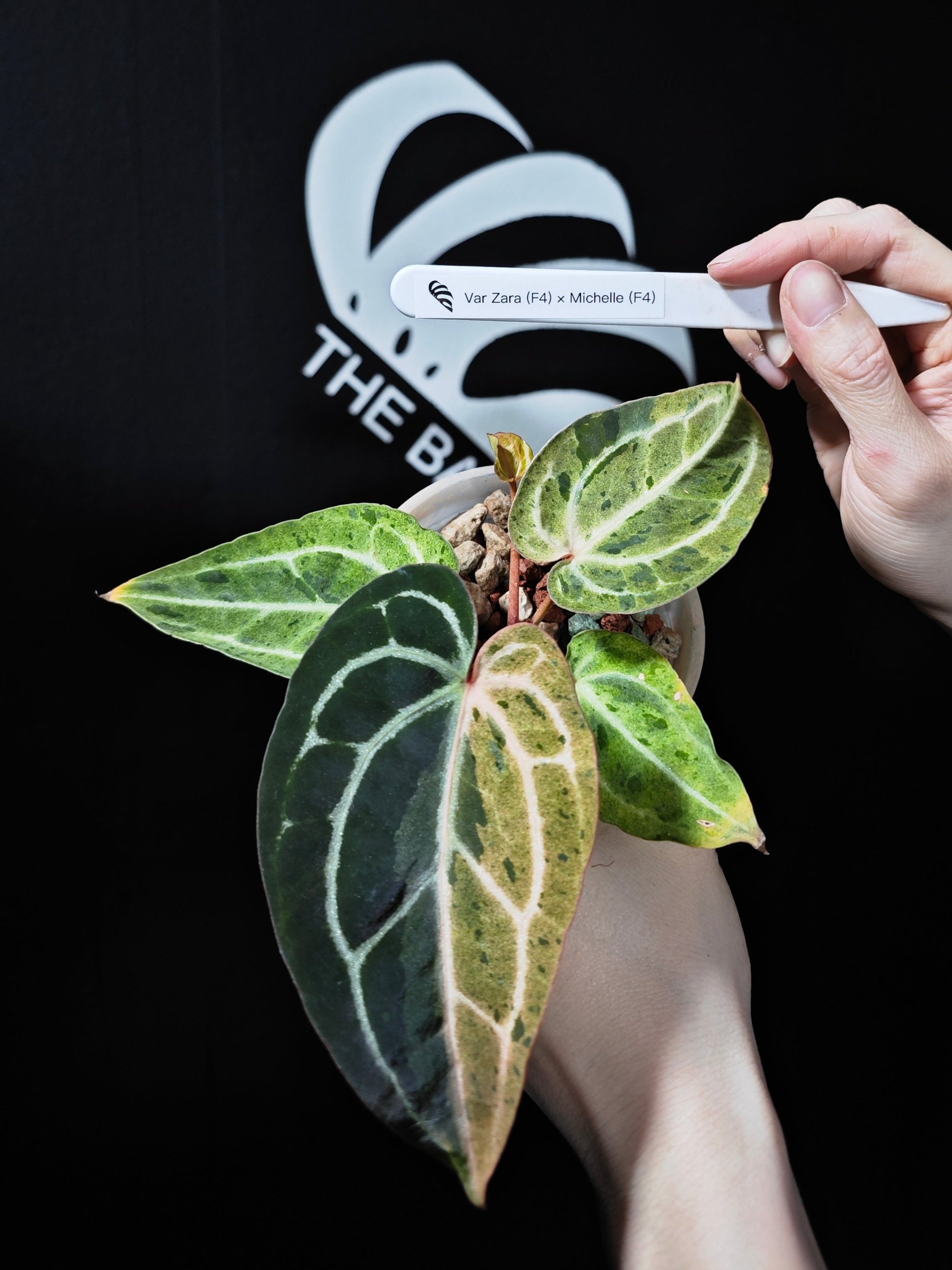 anthurium brielle x zara Anthurium Zara (F4) x Michelle (F4) Var