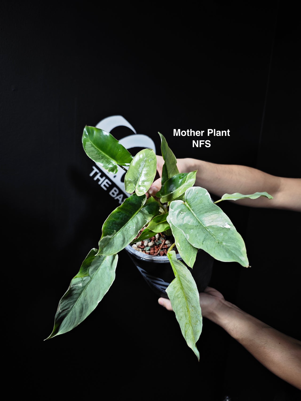 Philodendron Burle Marx Mutation