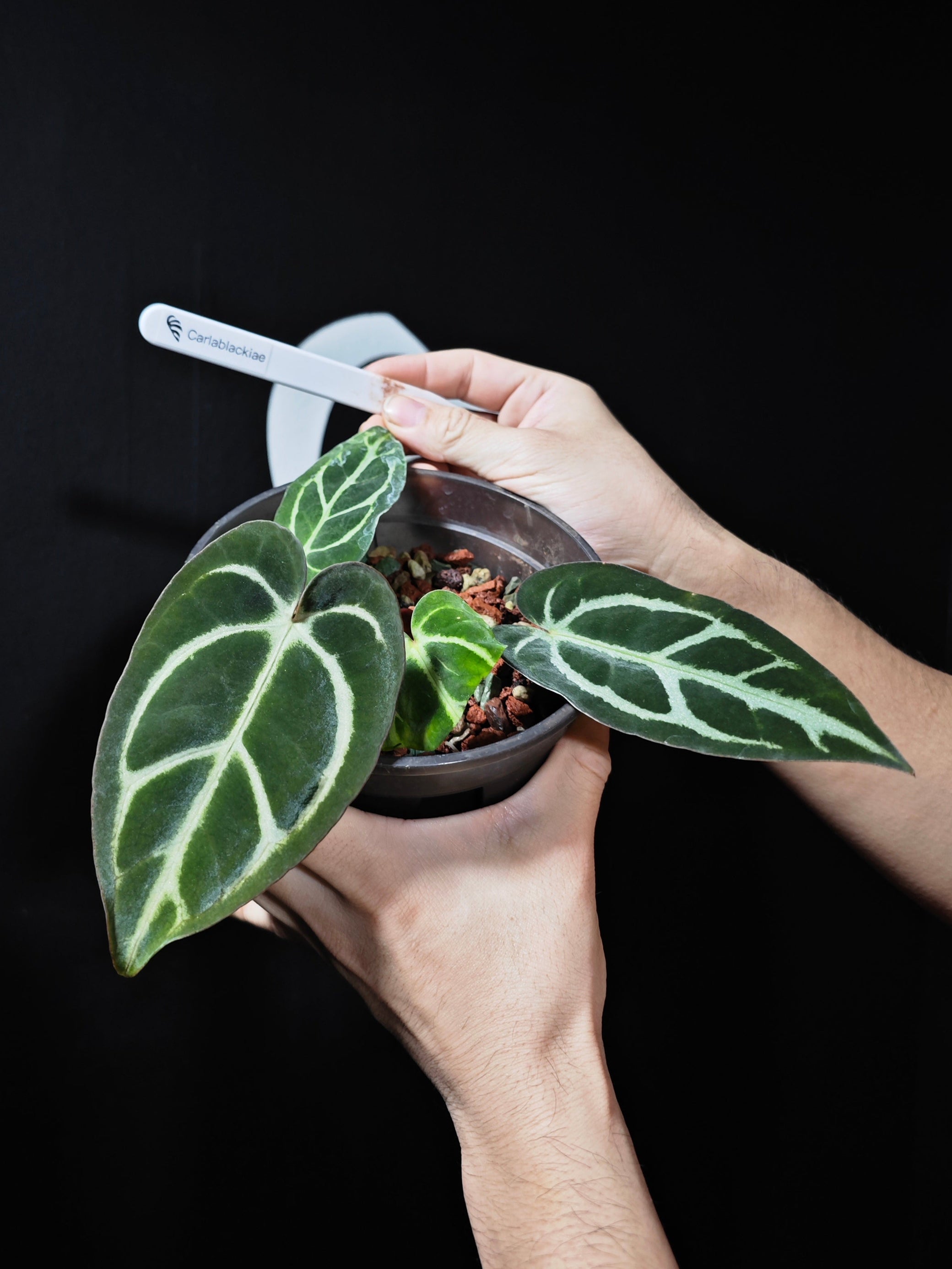 anthurium carlablackiae for sale Anthurium Carlablackiae RA5 x RA10 S1