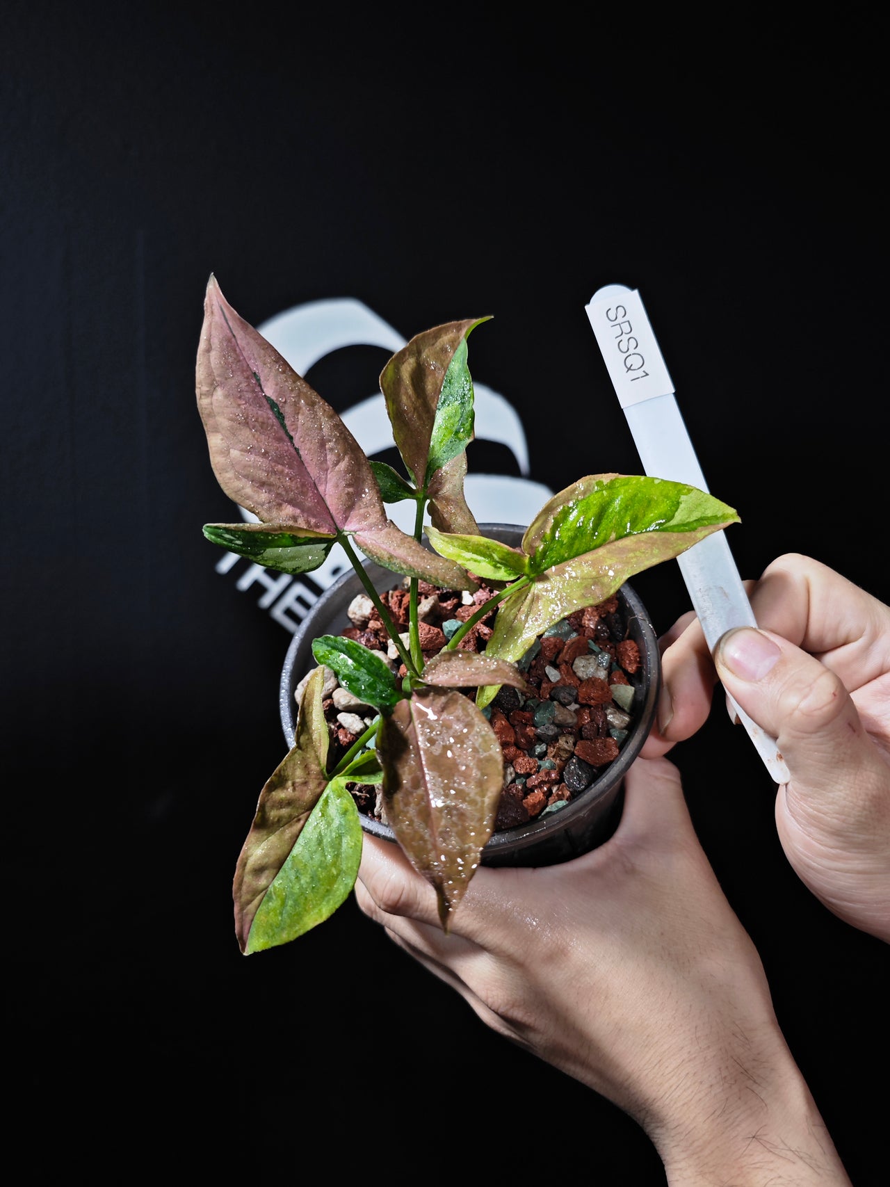 Syngonium Red Spot Tricolor