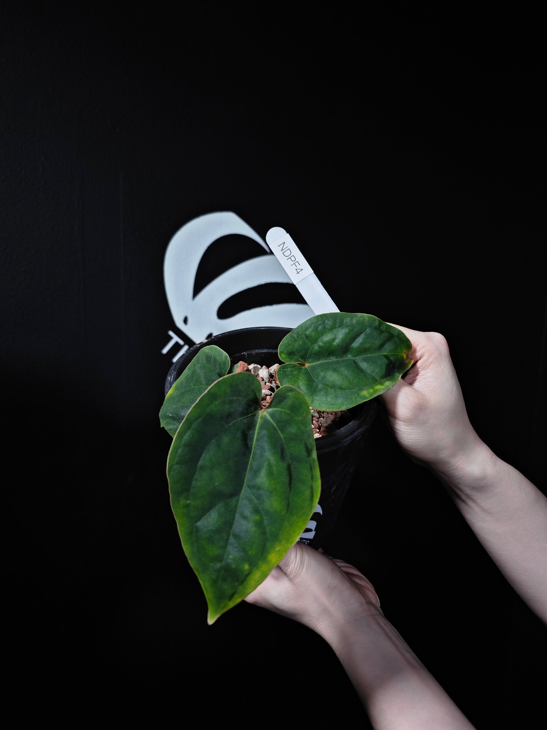anthurium dressleri Anthurium Dressleri Panama Premium Selected