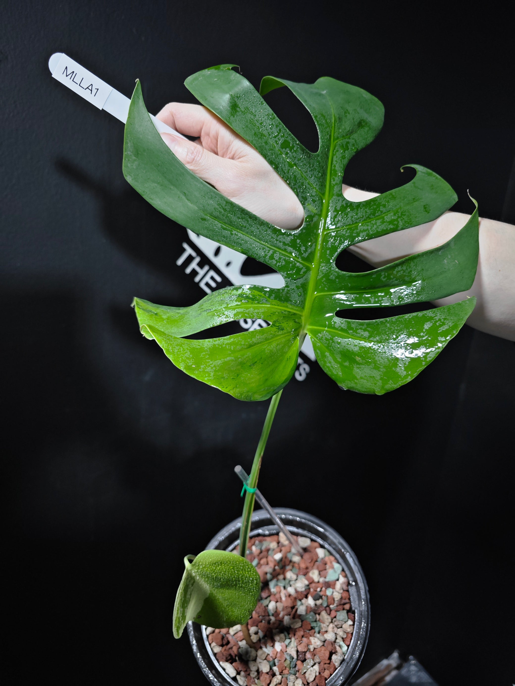 philodendron monstera light Monstera Lime Light