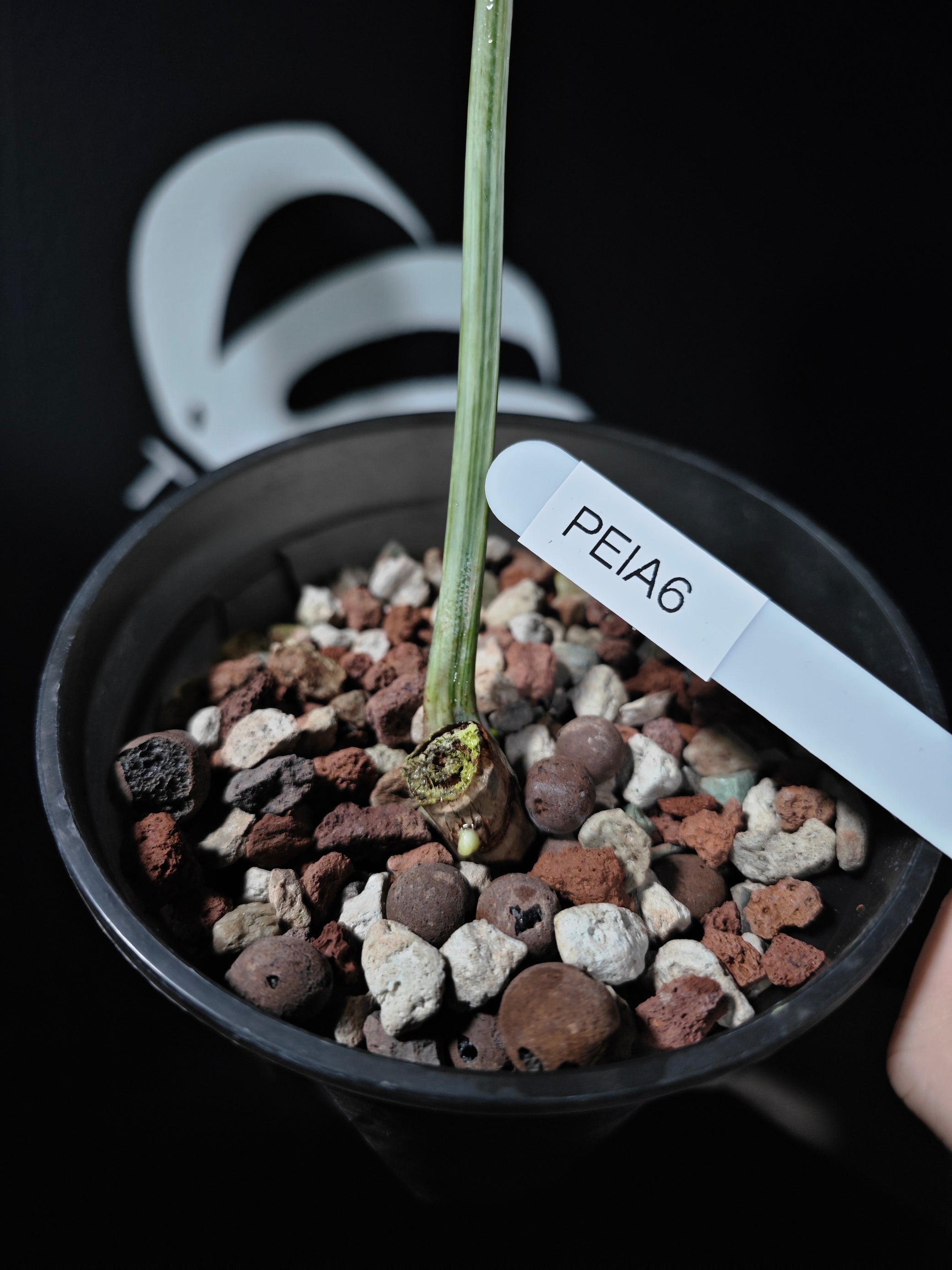 philodendron ice Philodendron Emerald Ice