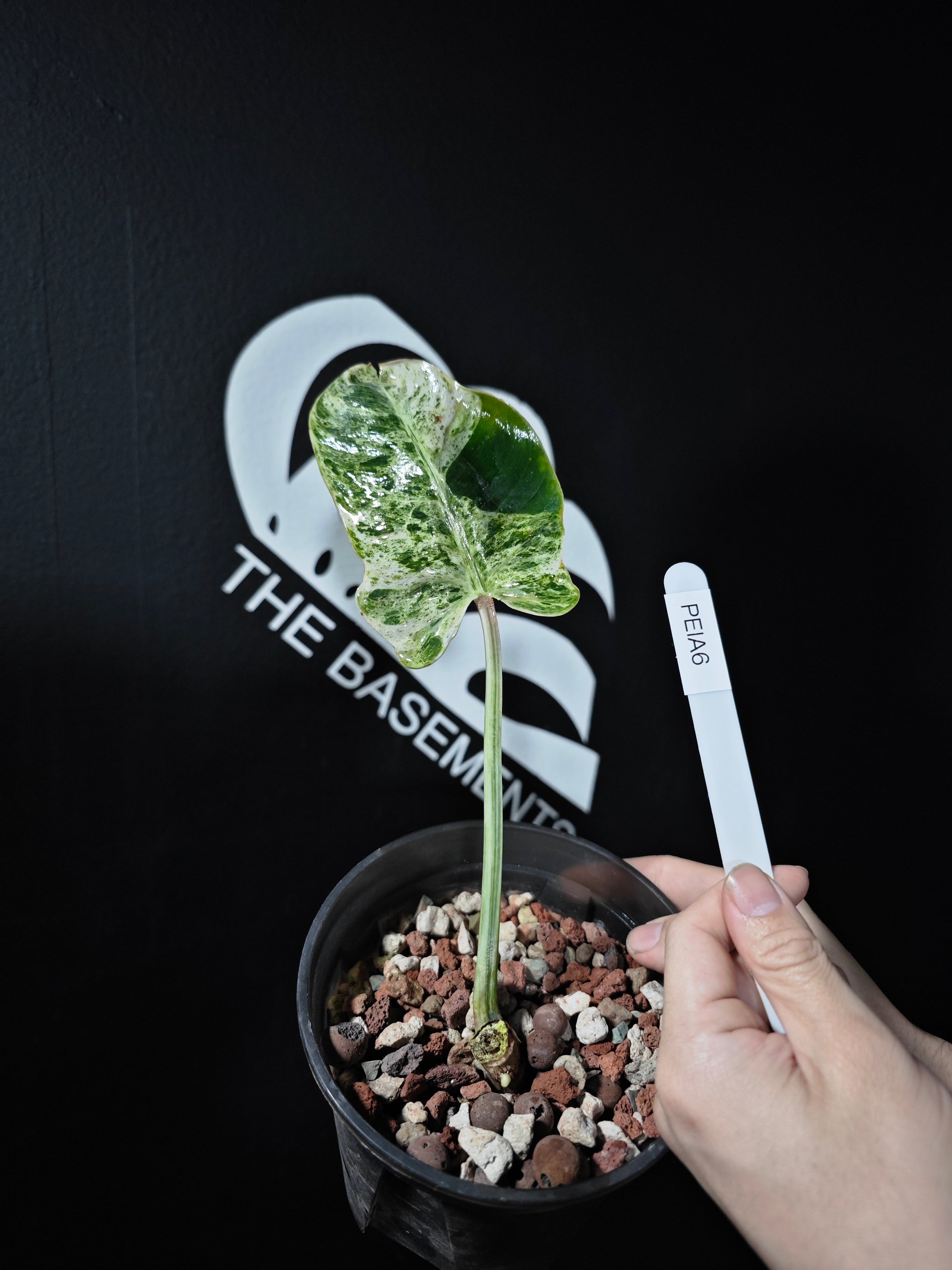 philodendron blue ice Philodendron Emerald Ice