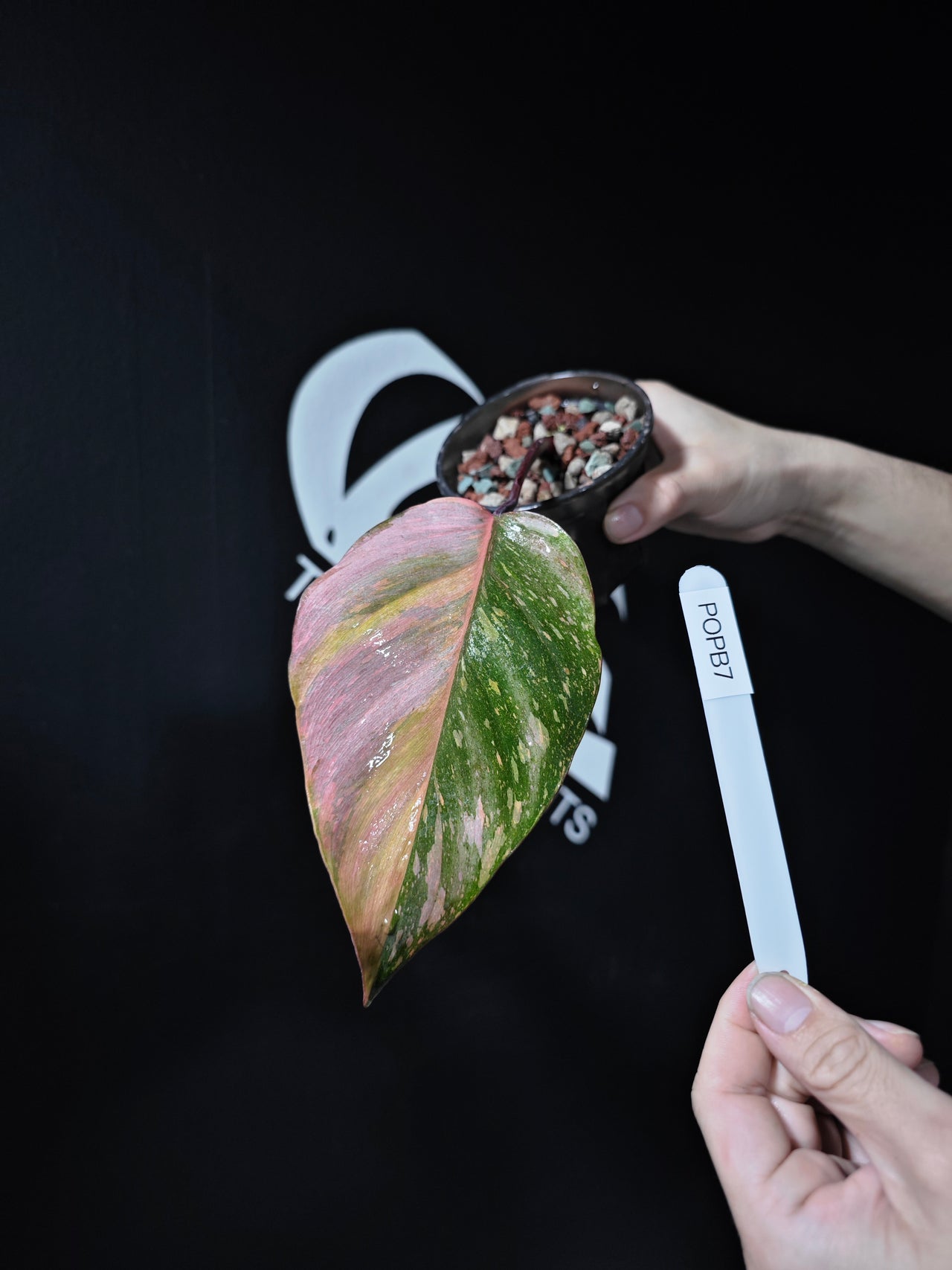 Philodendron Orange Princess Marble - thebasements.us