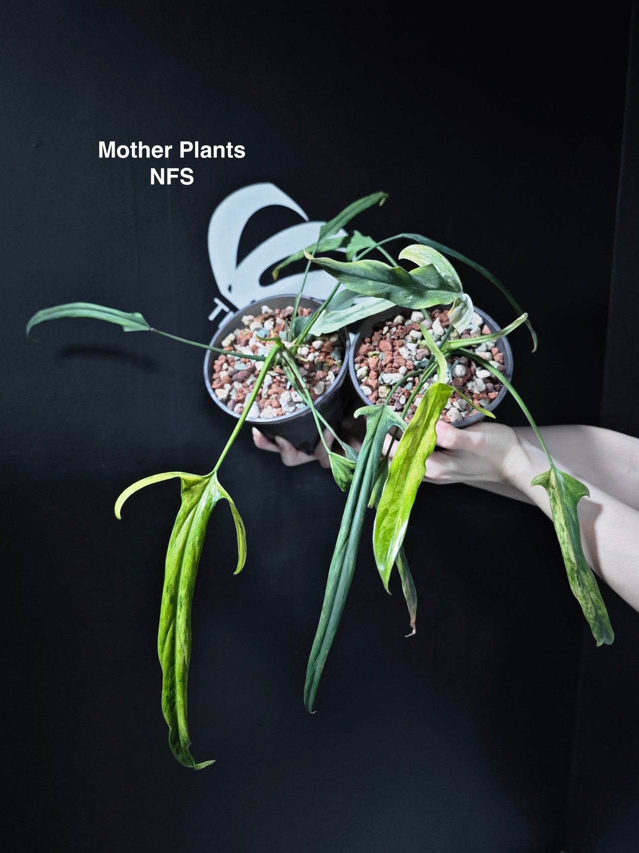 Philodendron Holtonianum Mottled