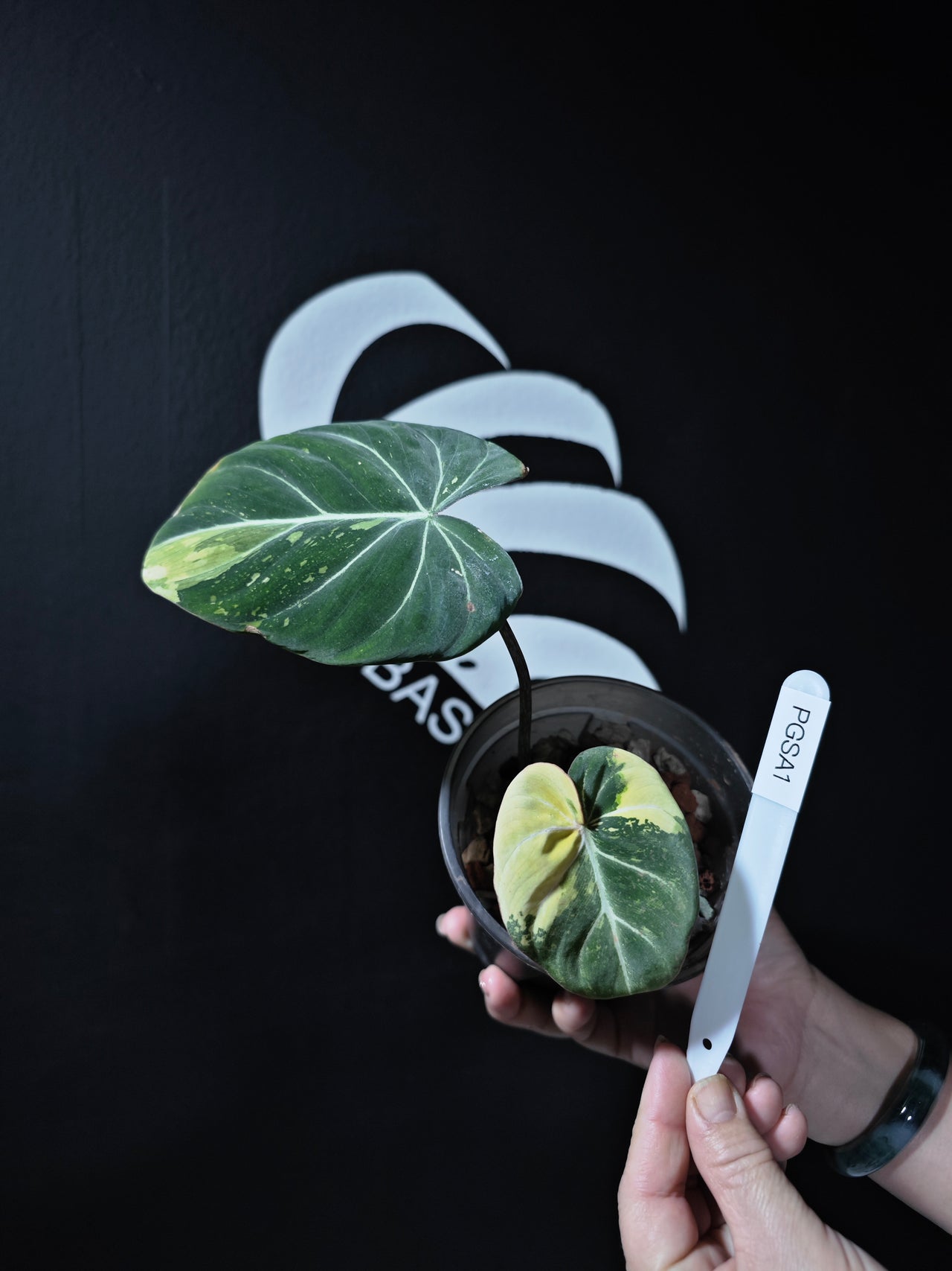 Philodendron Gloriousum Var - thebasements.us