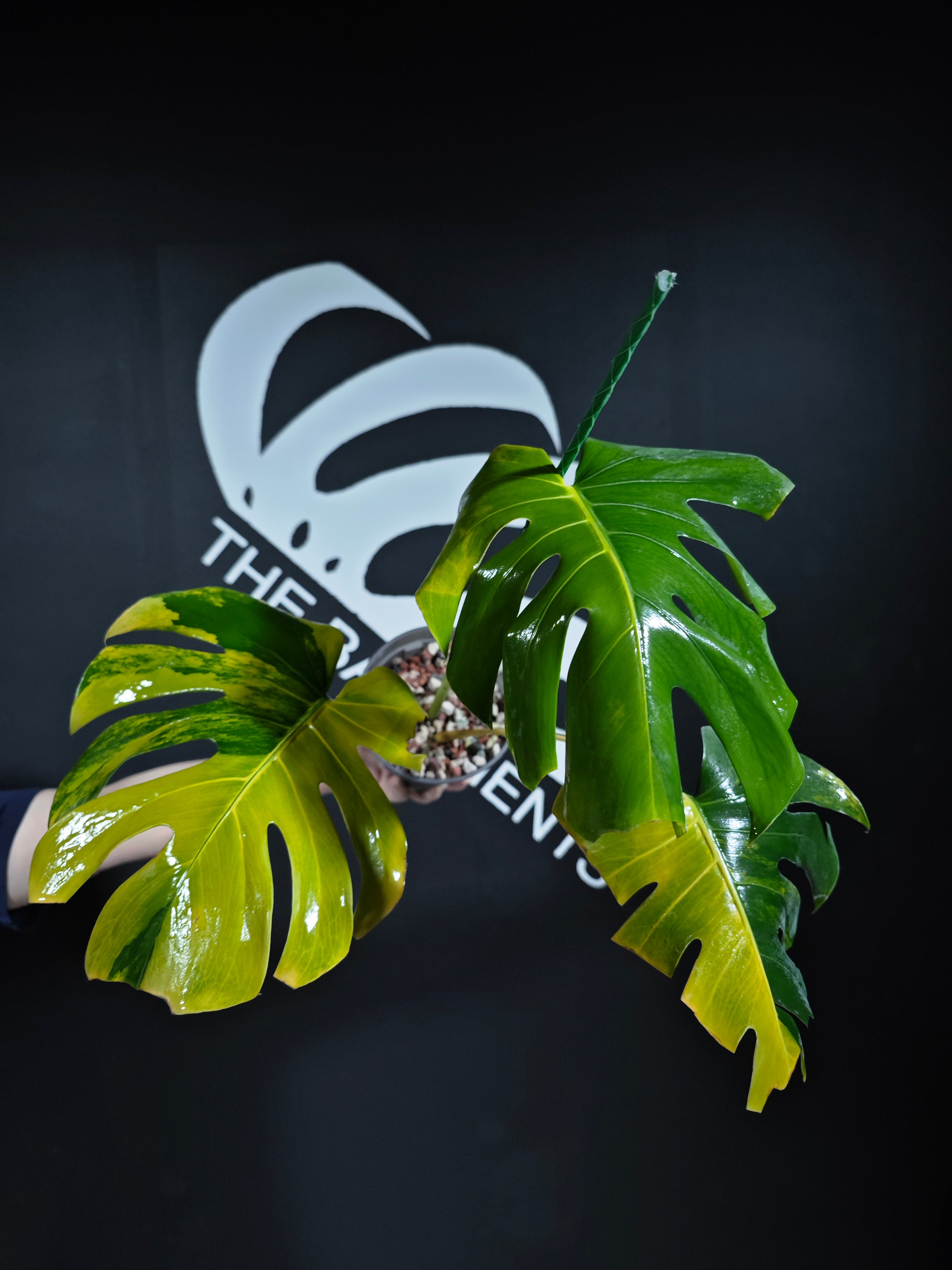 define monstera Monstera Orange